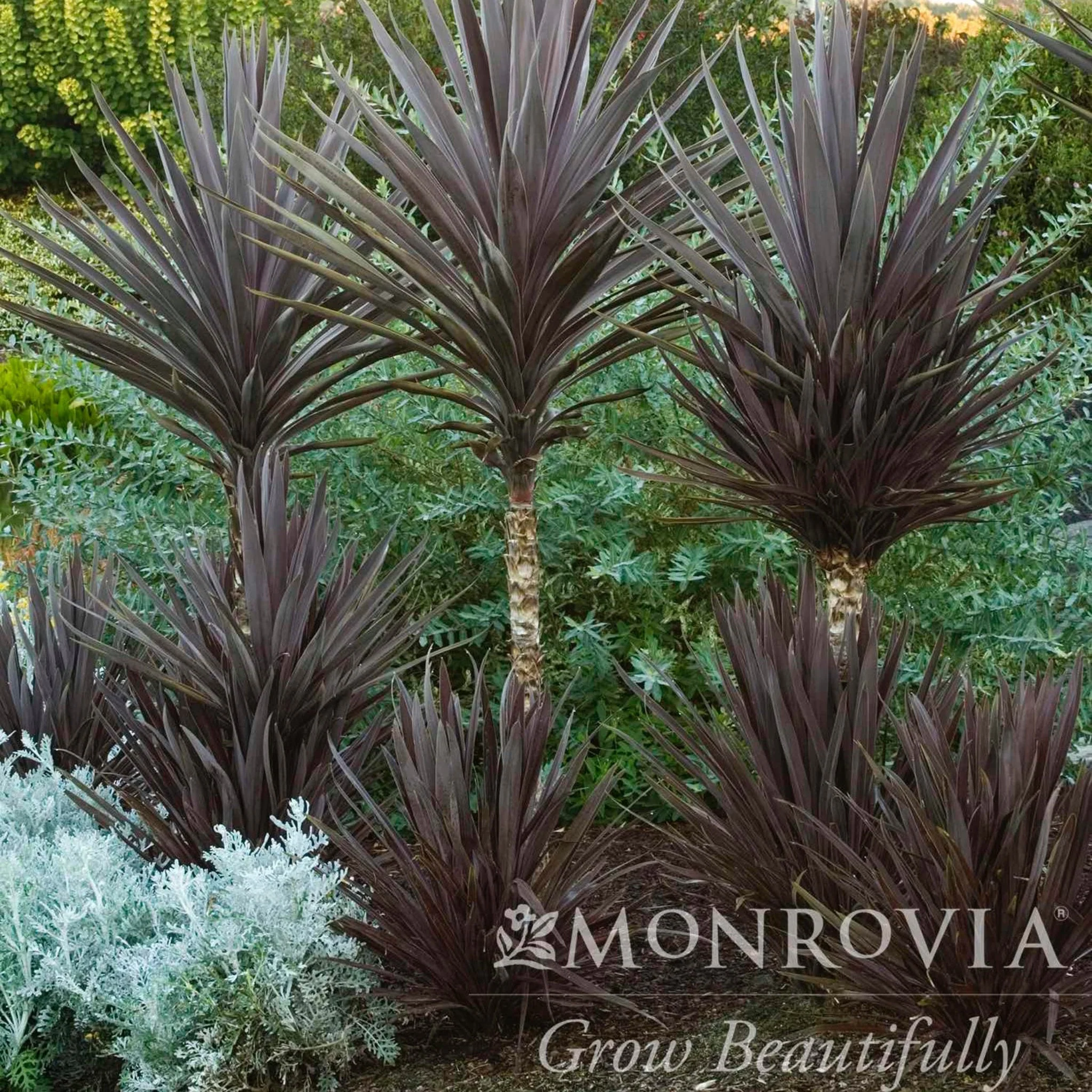 Bauer's Cordyline - Image 2
