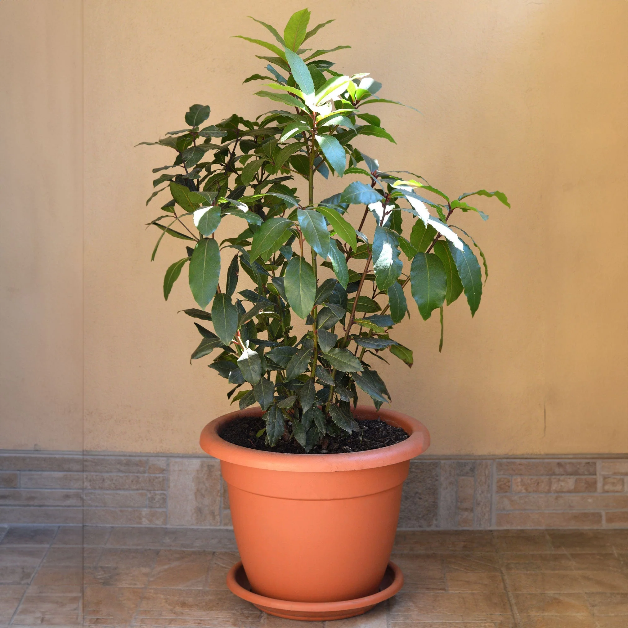 Bay Laurel - Image 2