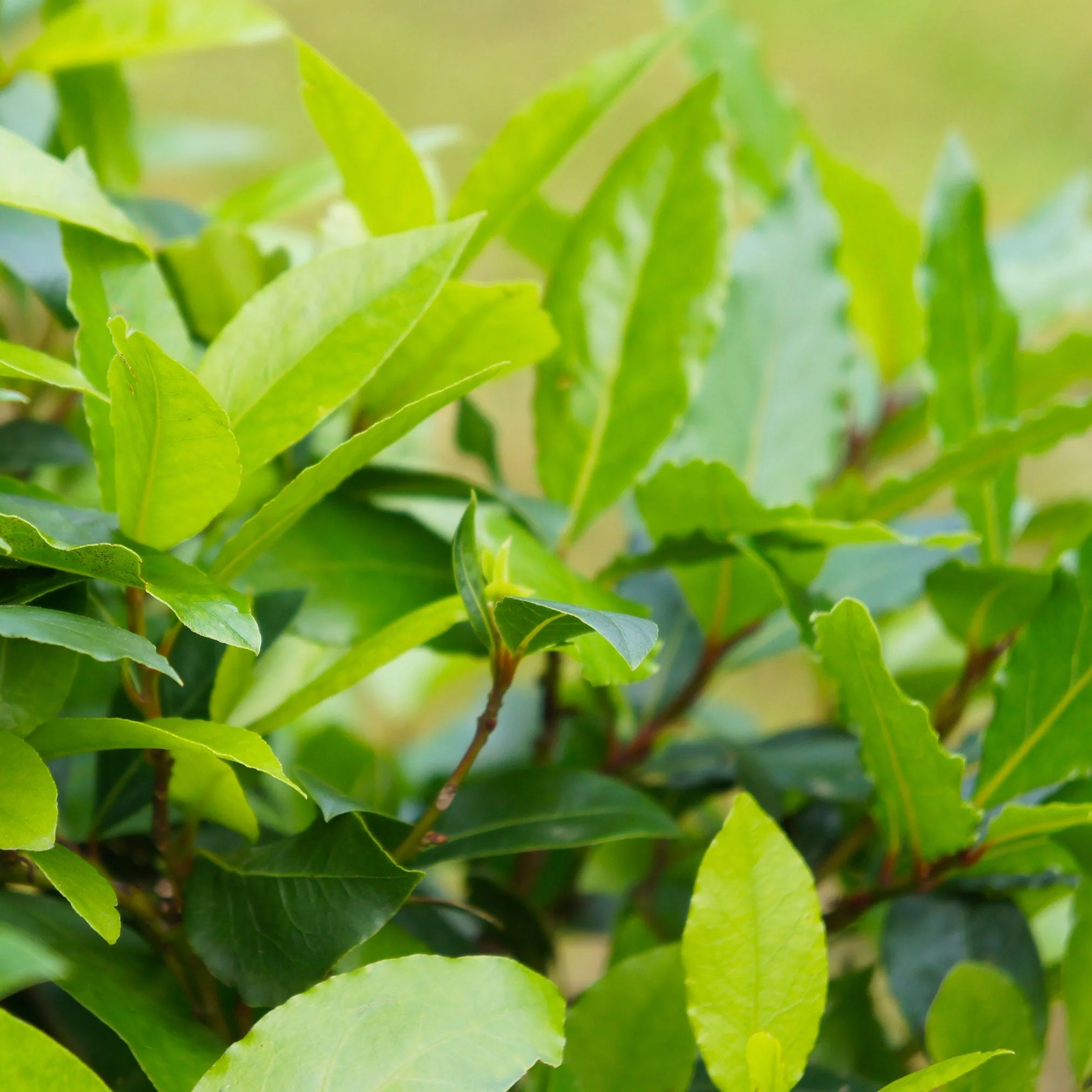 Bay Laurel - Image 3