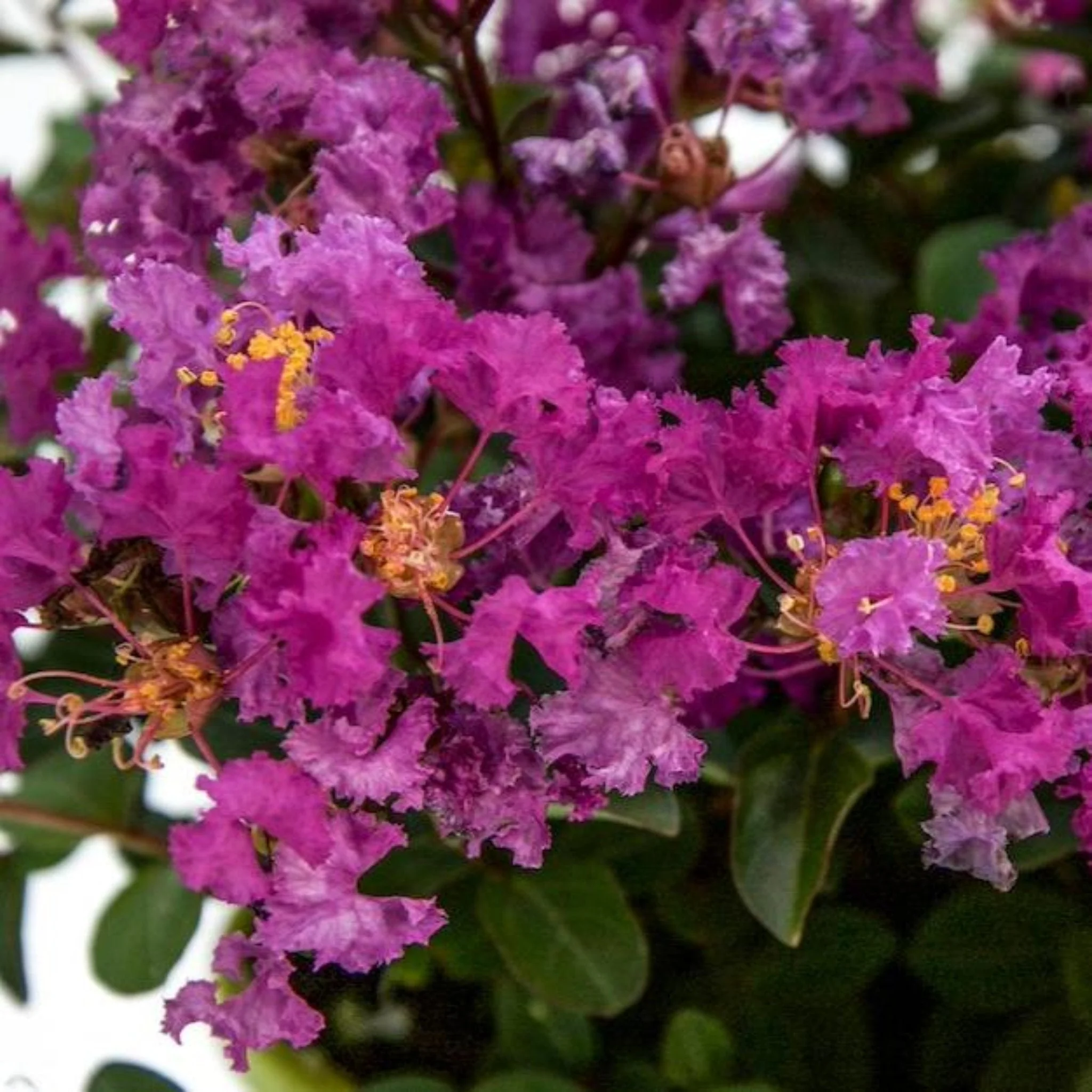 Bellini® Grape Crape Myrtle - Image 2