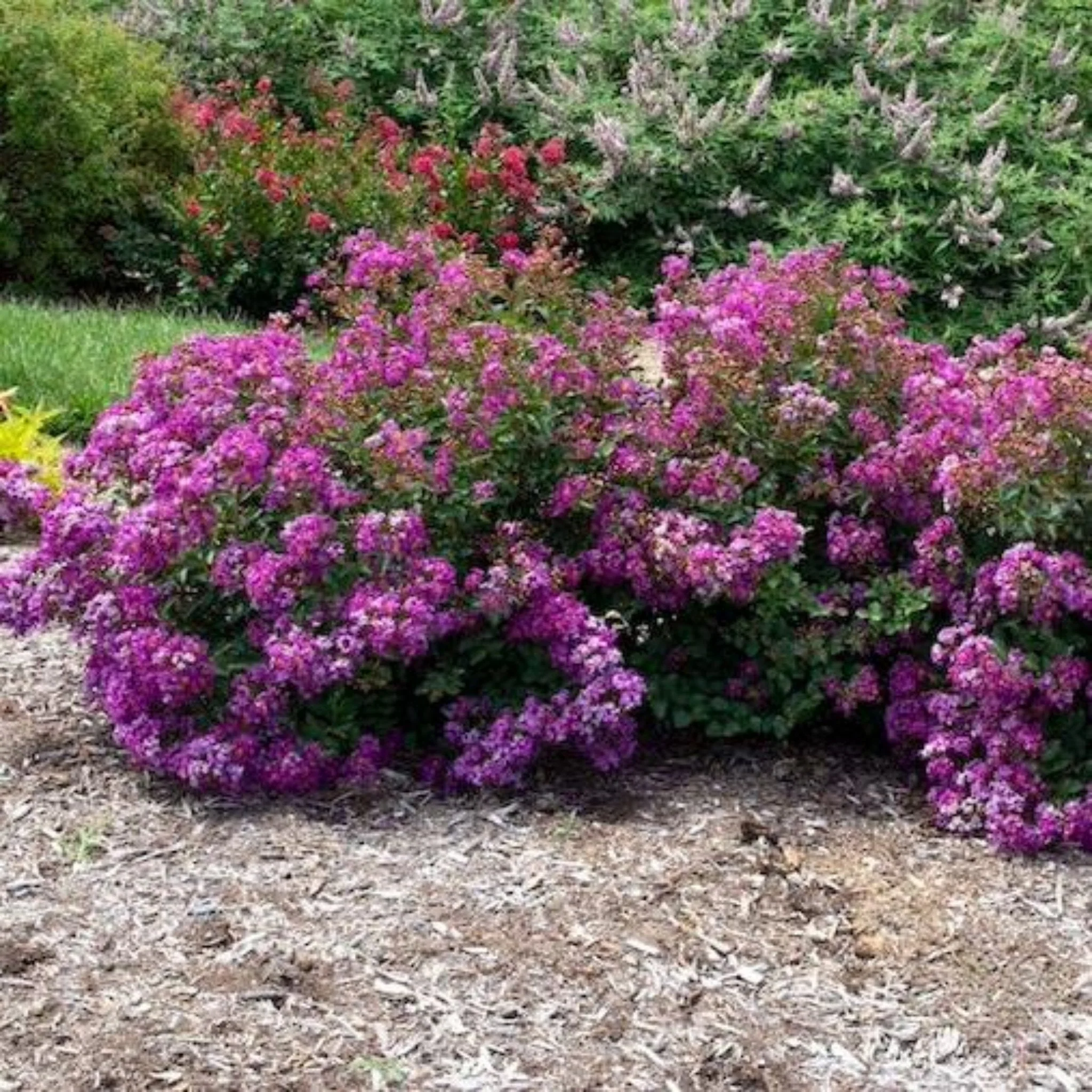 Bellini® Grape Crape Myrtle - Image 3