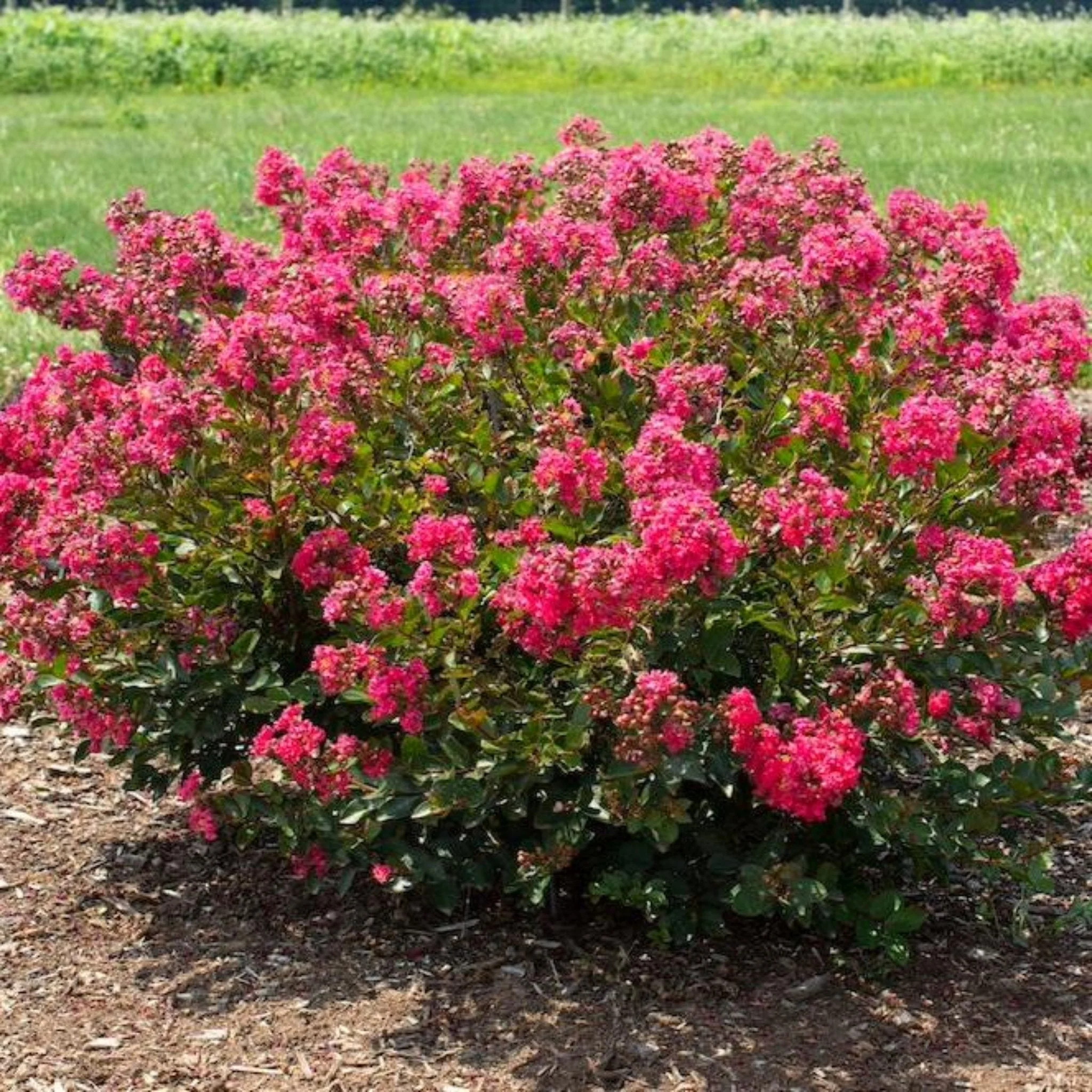 Bellini® Raspberry Crape Myrtle - Image 2