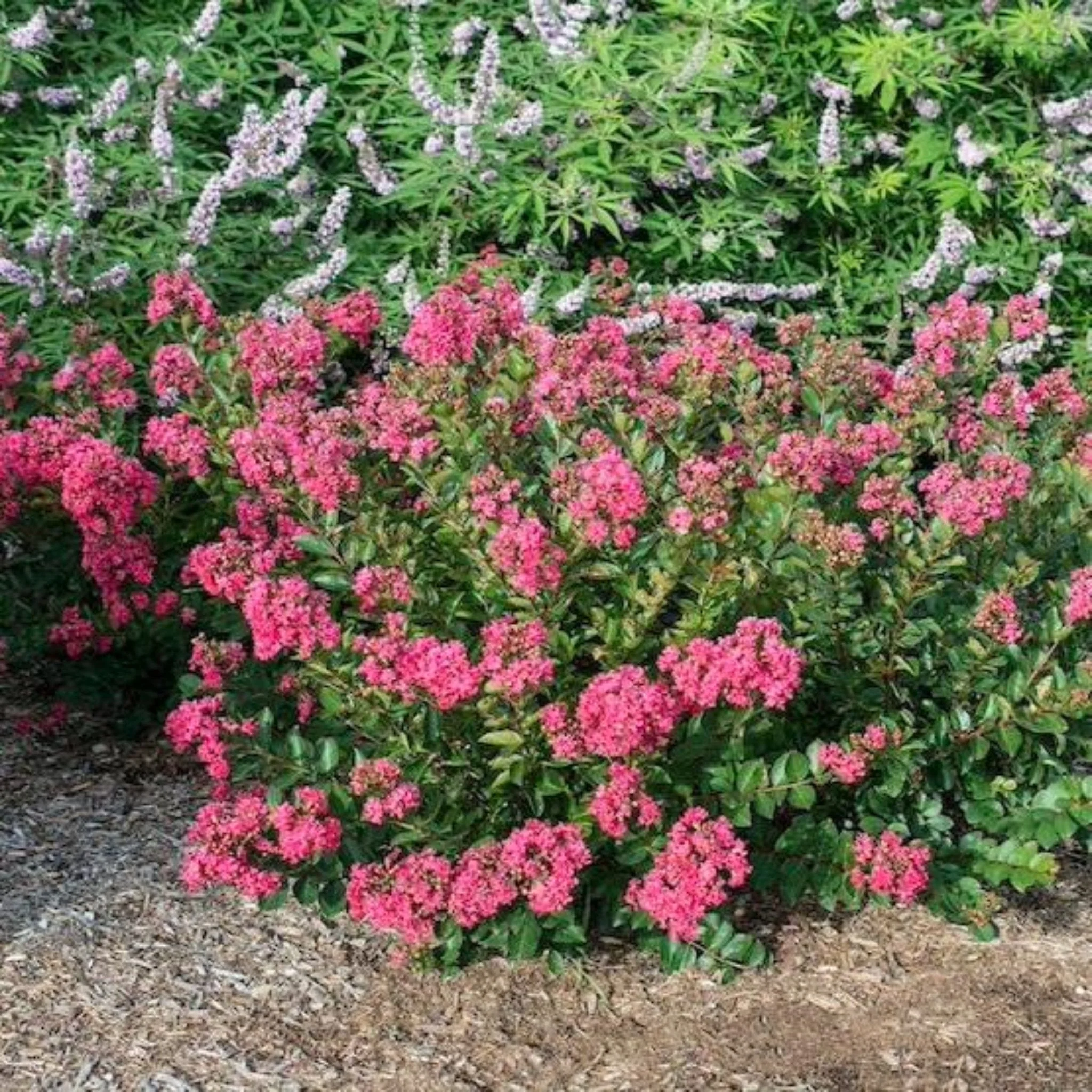 Bellini® Raspberry Crape Myrtle - Image 3
