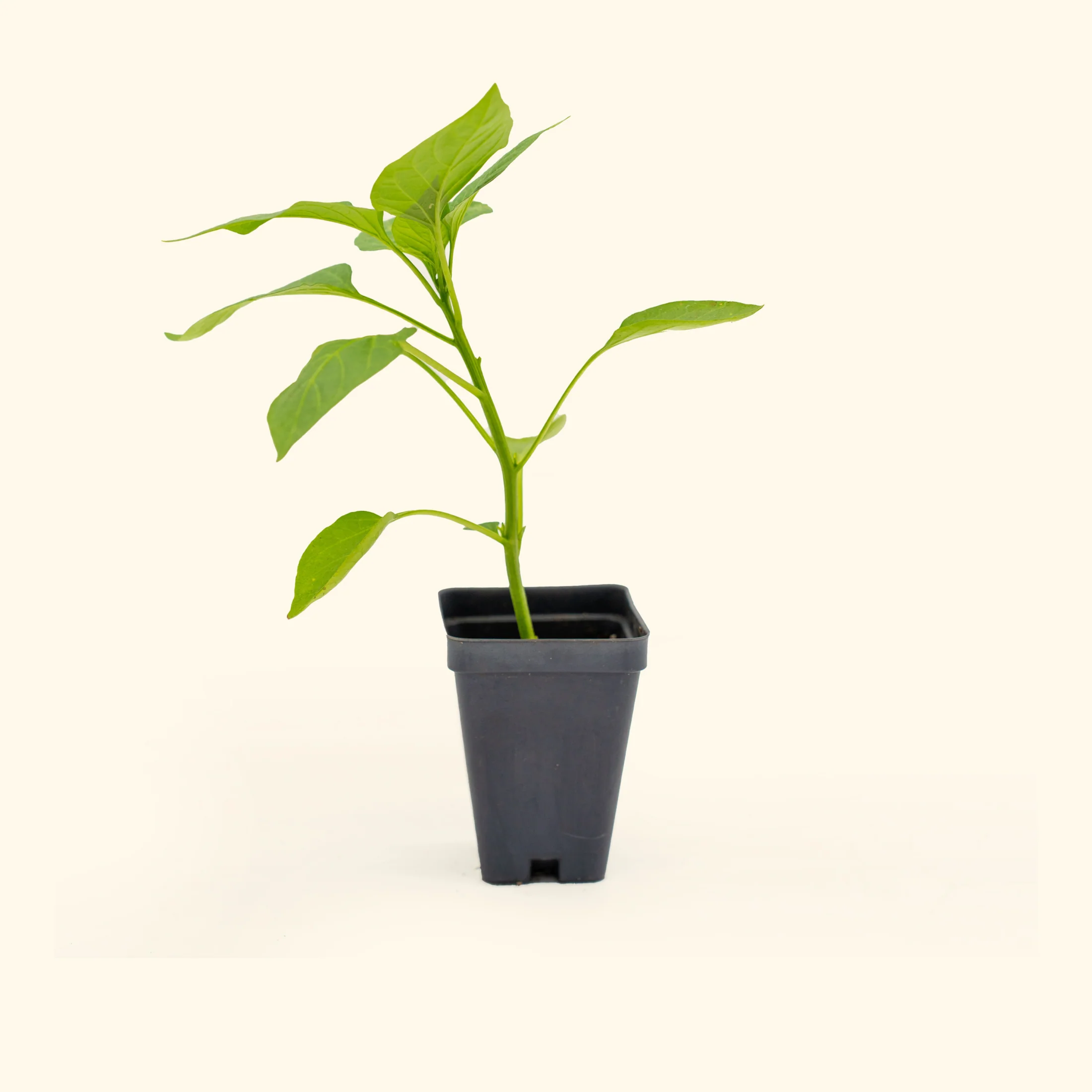 Big Bertha Bell Pepper Seedling - Image 2