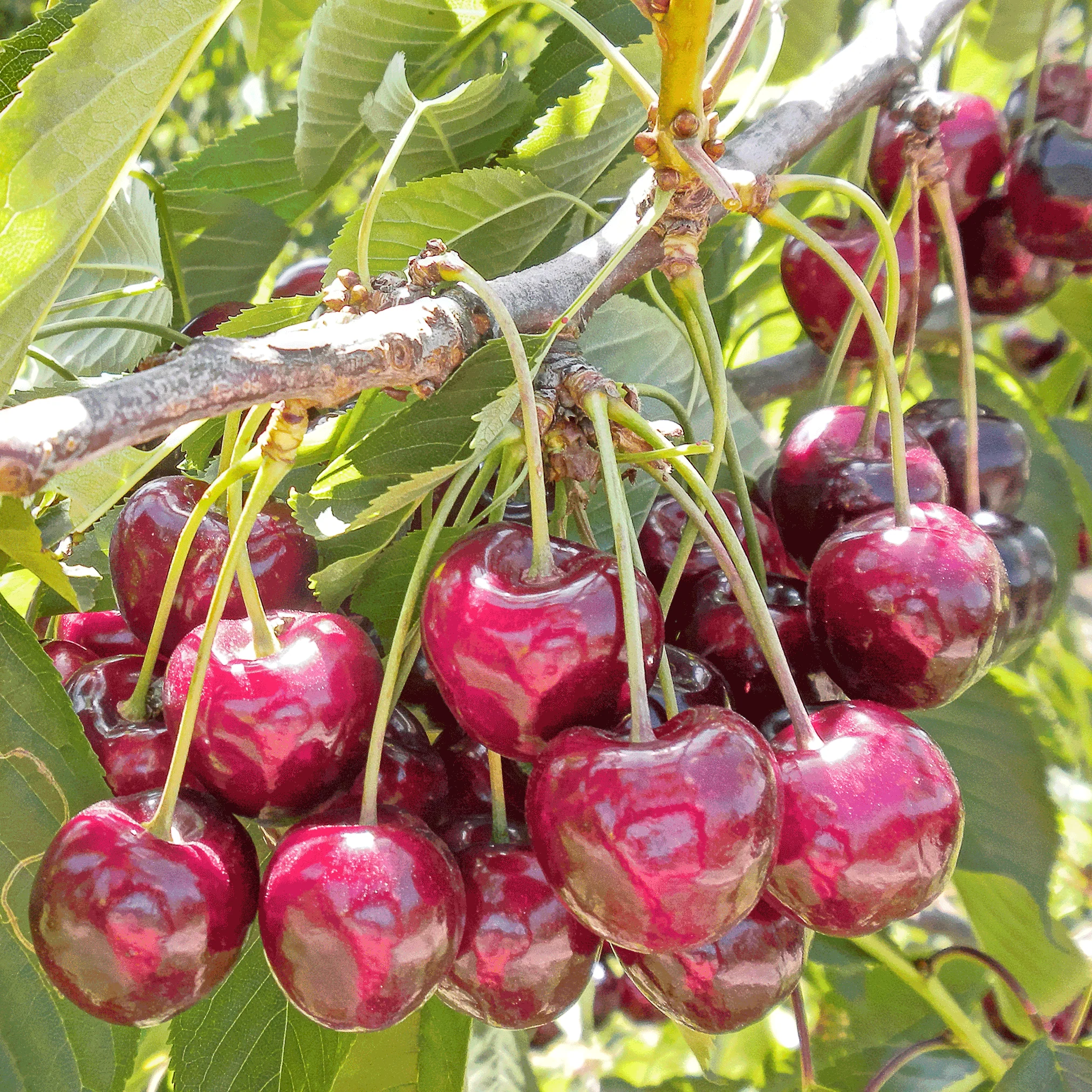 Bing Cherry Tree - Image 2
