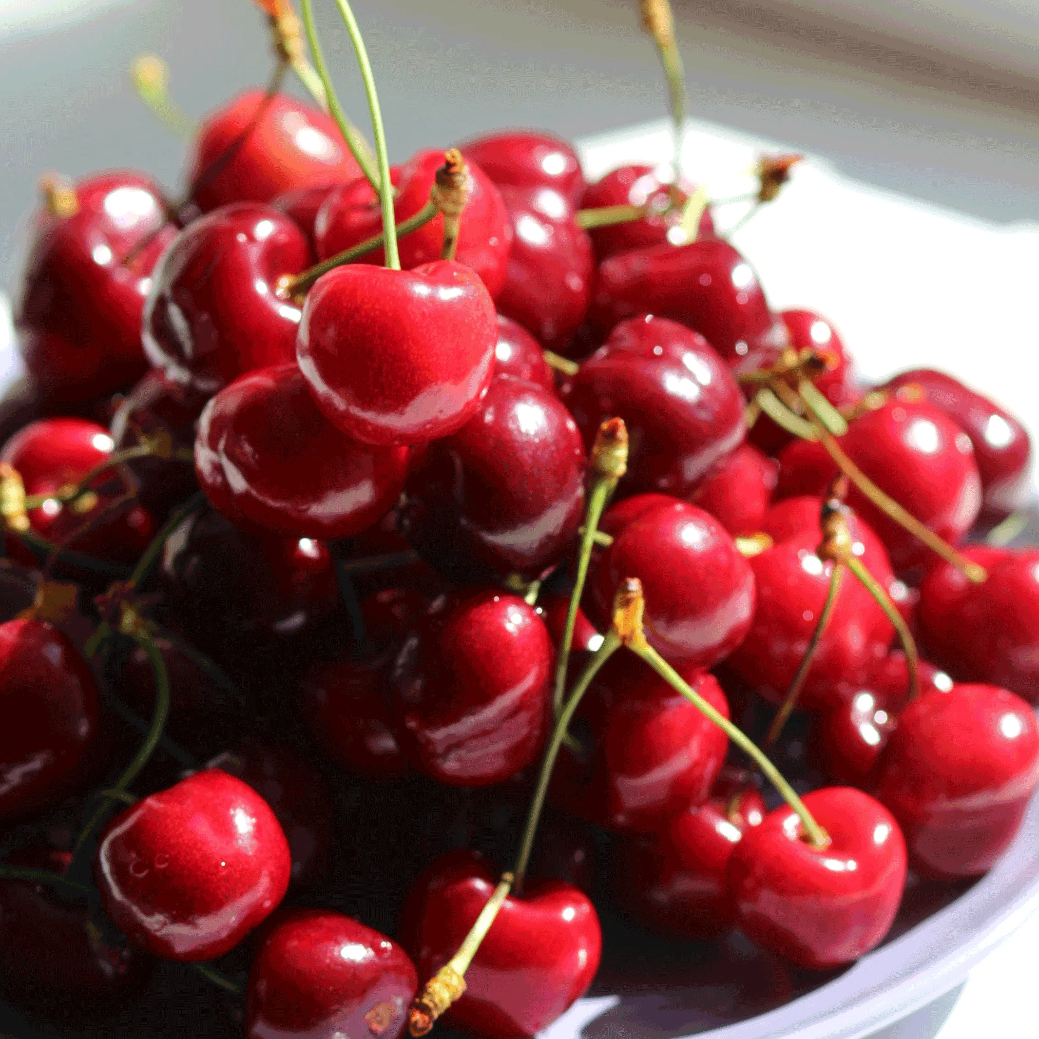 Bing Cherry Tree - Image 3