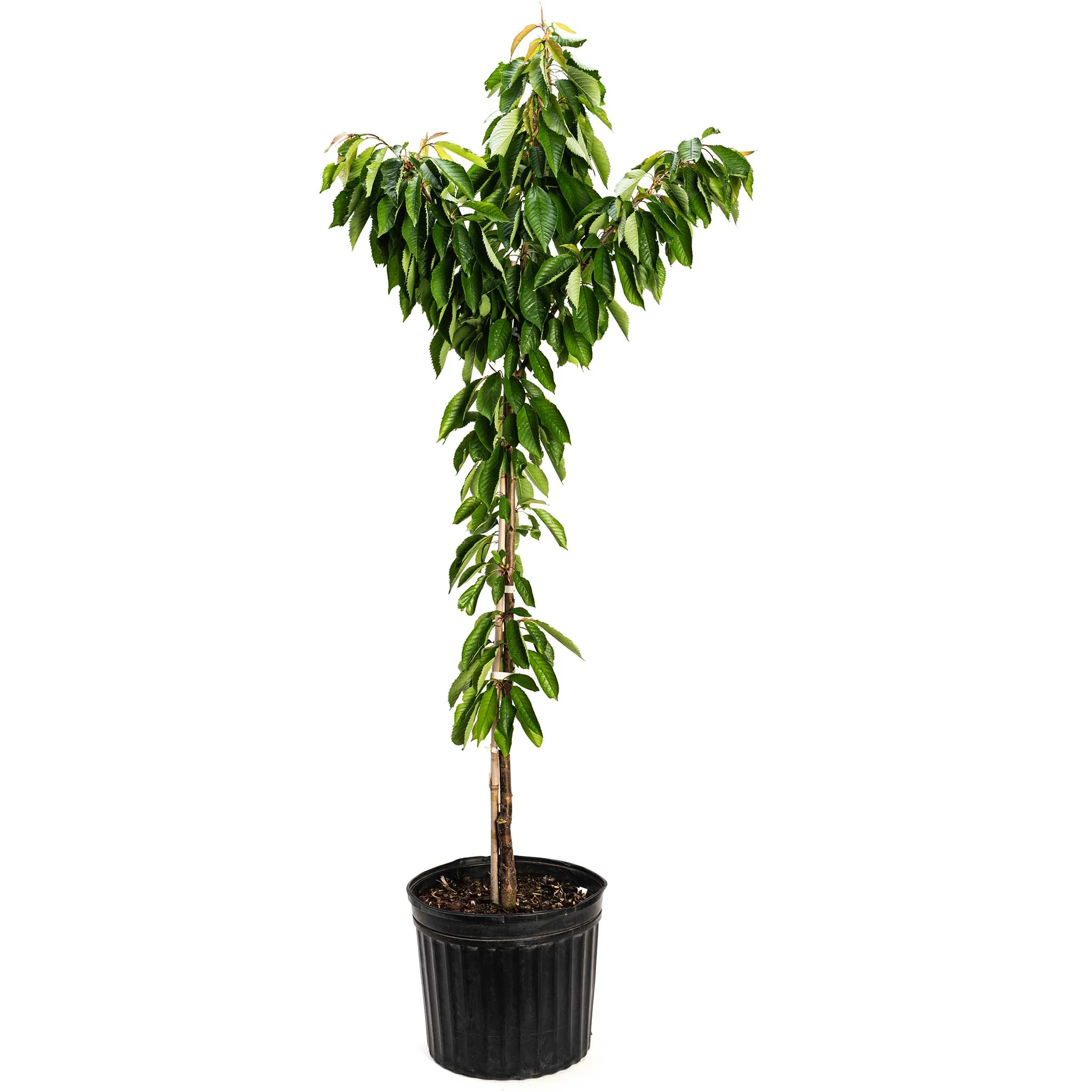Bing Cherry Tree - Image 5