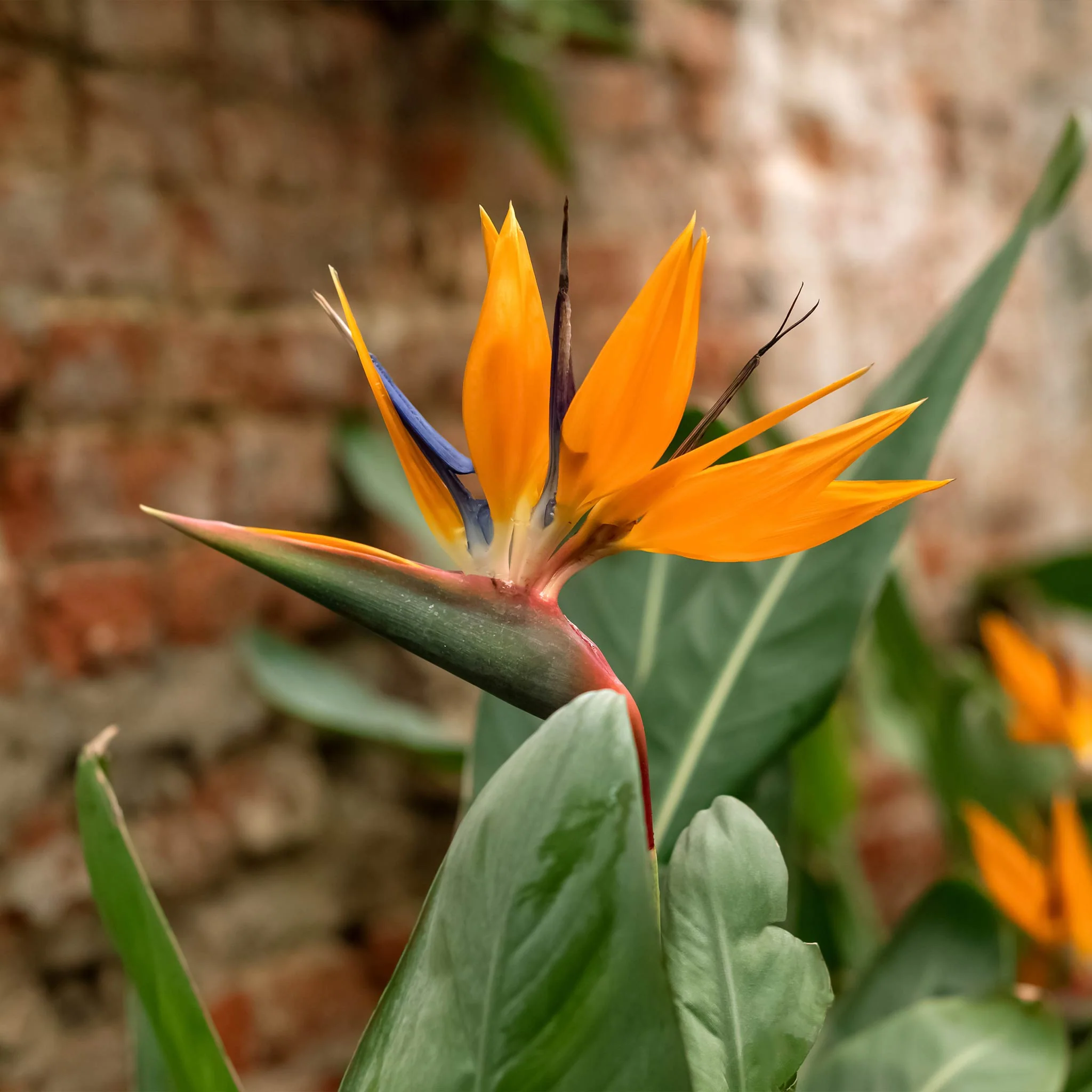 Bird of Paradise - Image 2