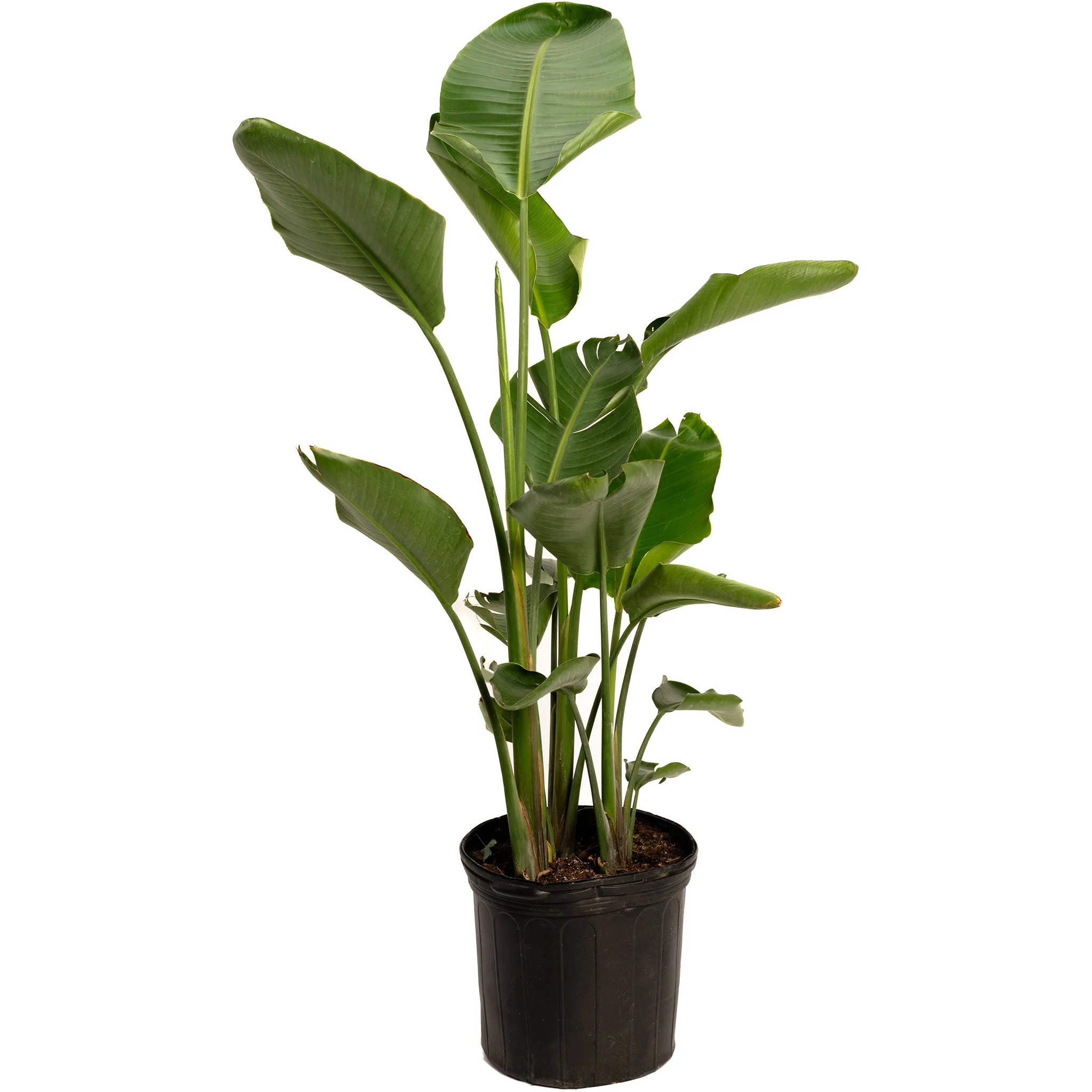 Bird of Paradise - Image 3