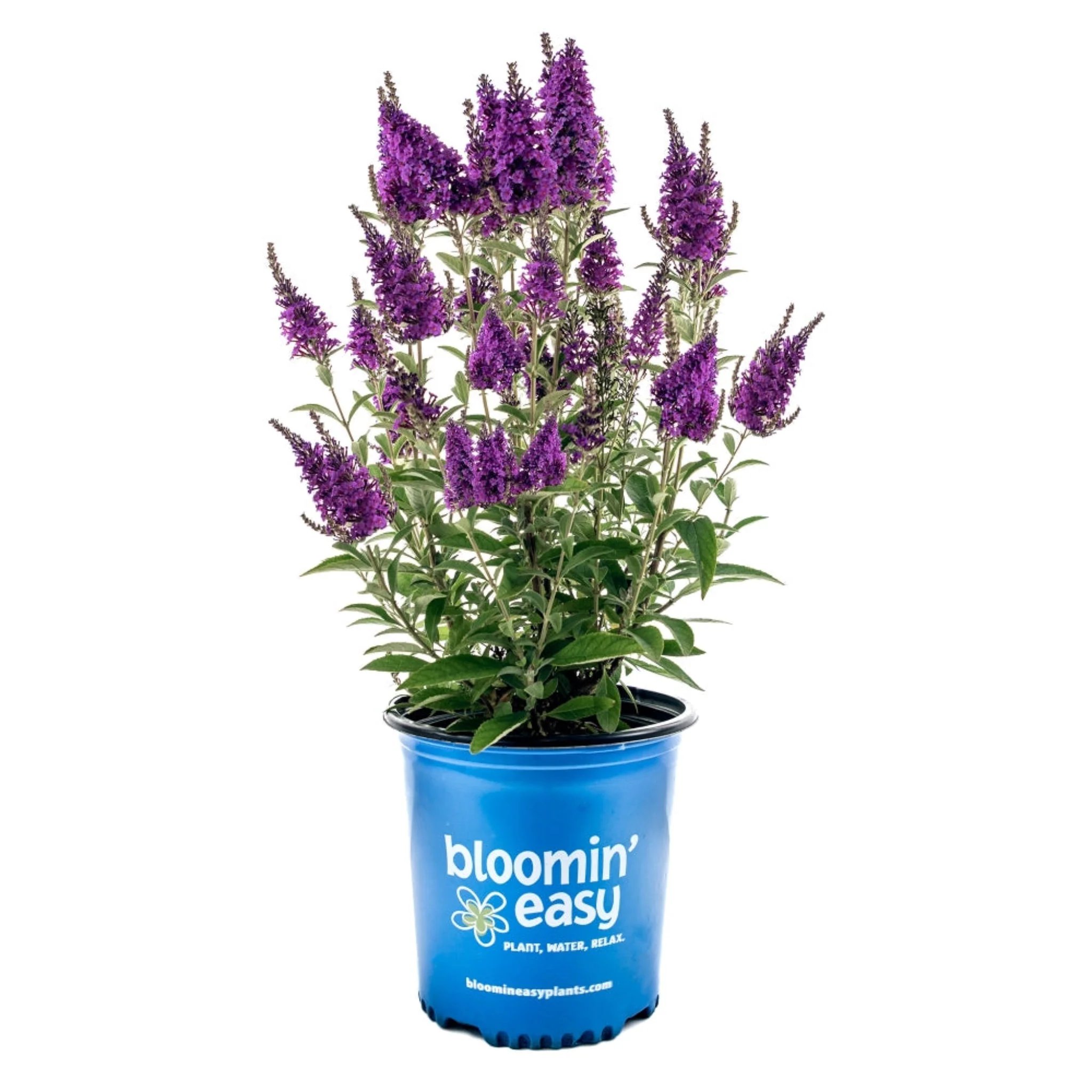 Birthday Cake® Butterfly Bush - Image 2