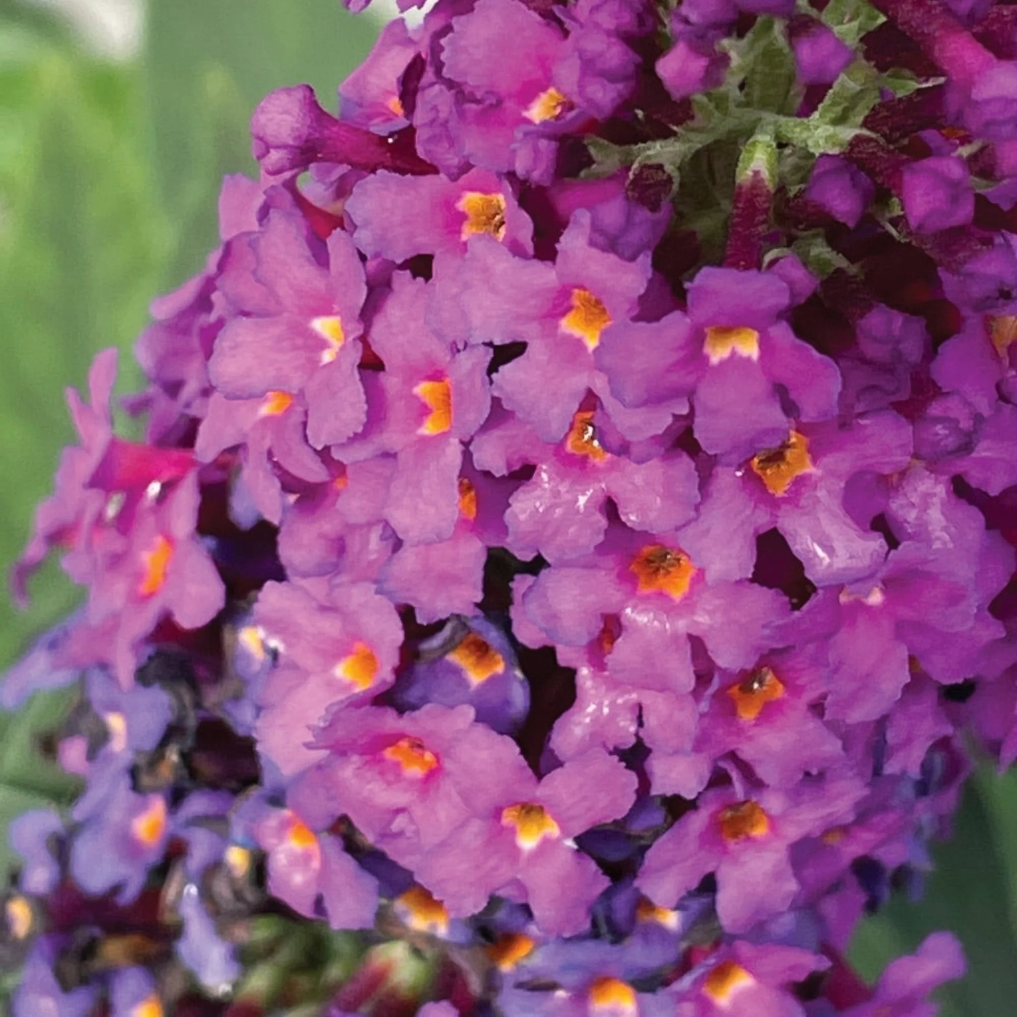 Birthday Cake® Butterfly Bush - Image 3