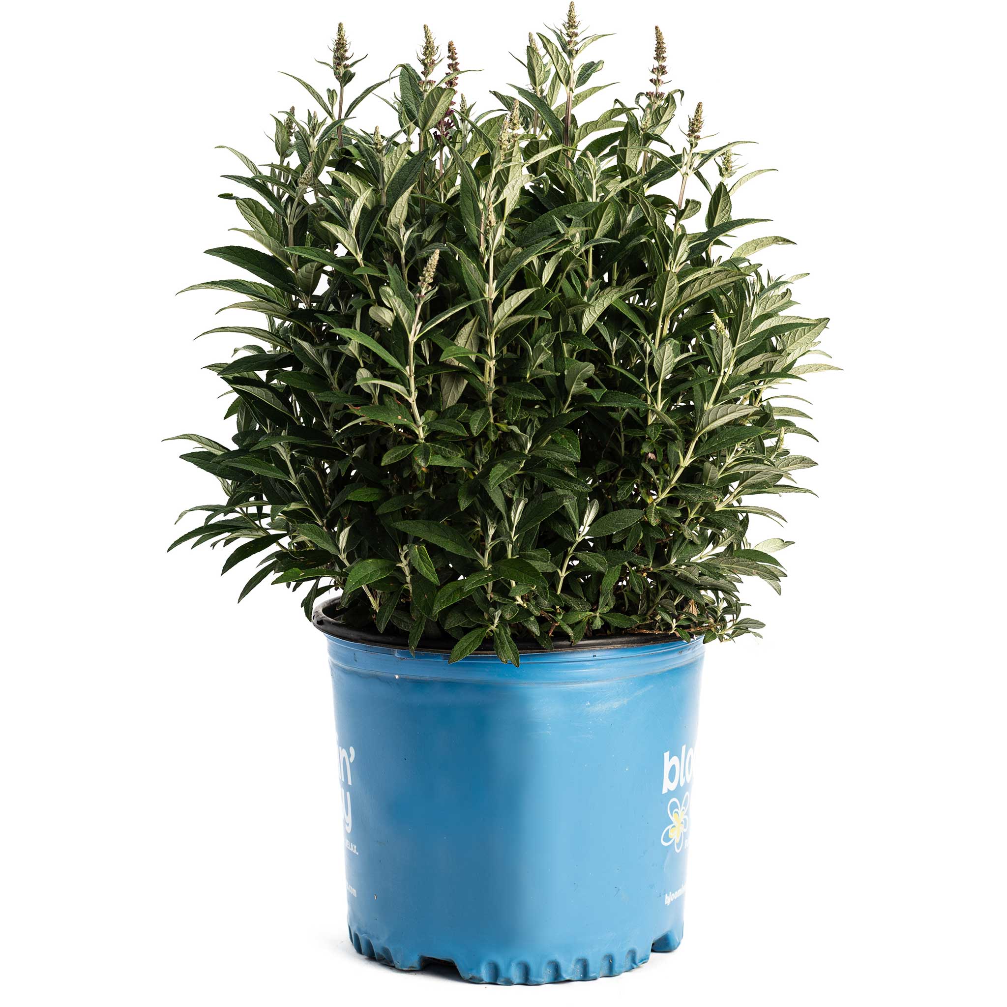 Birthday Cake® Butterfly Bush - Image 4
