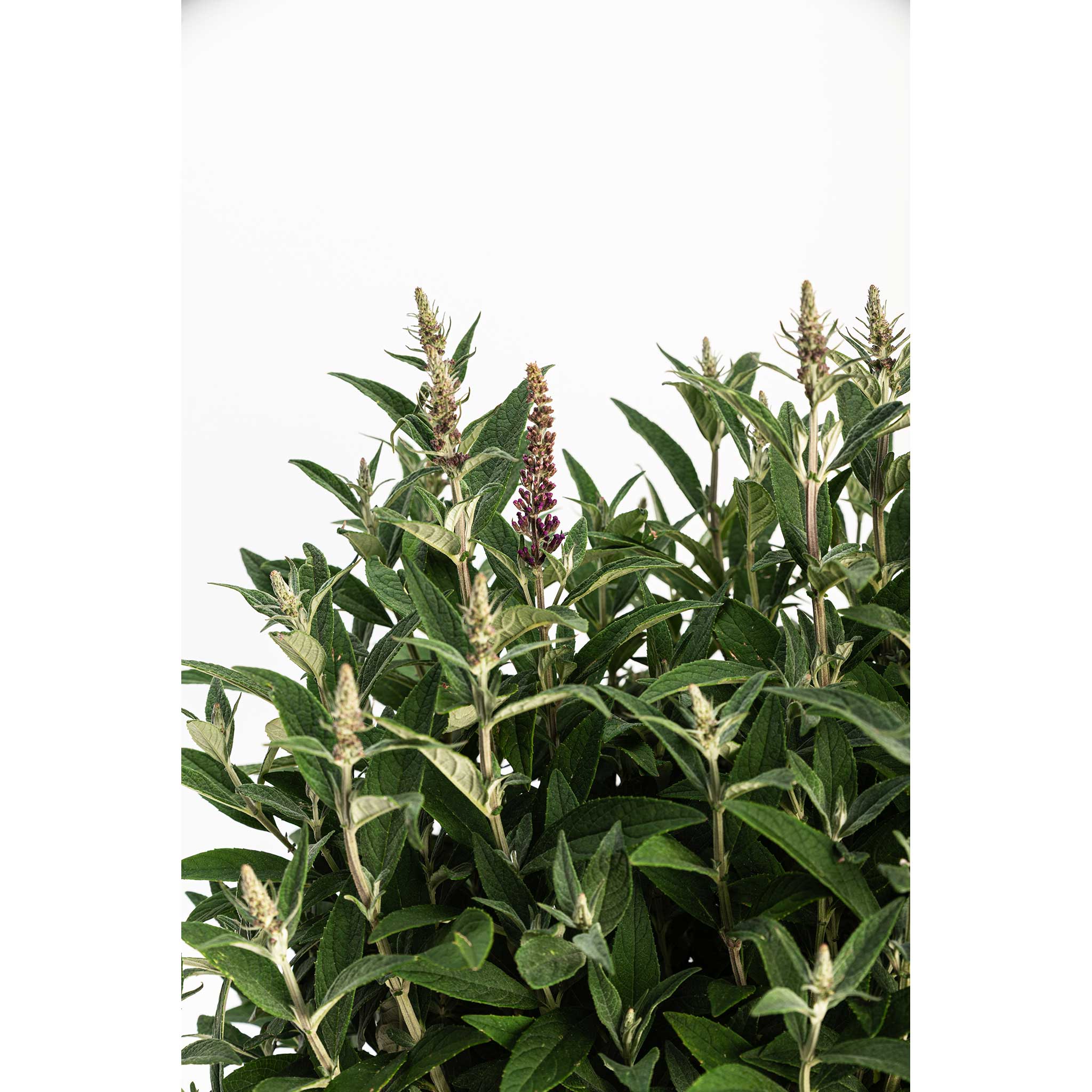 Birthday Cake® Butterfly Bush - Image 5