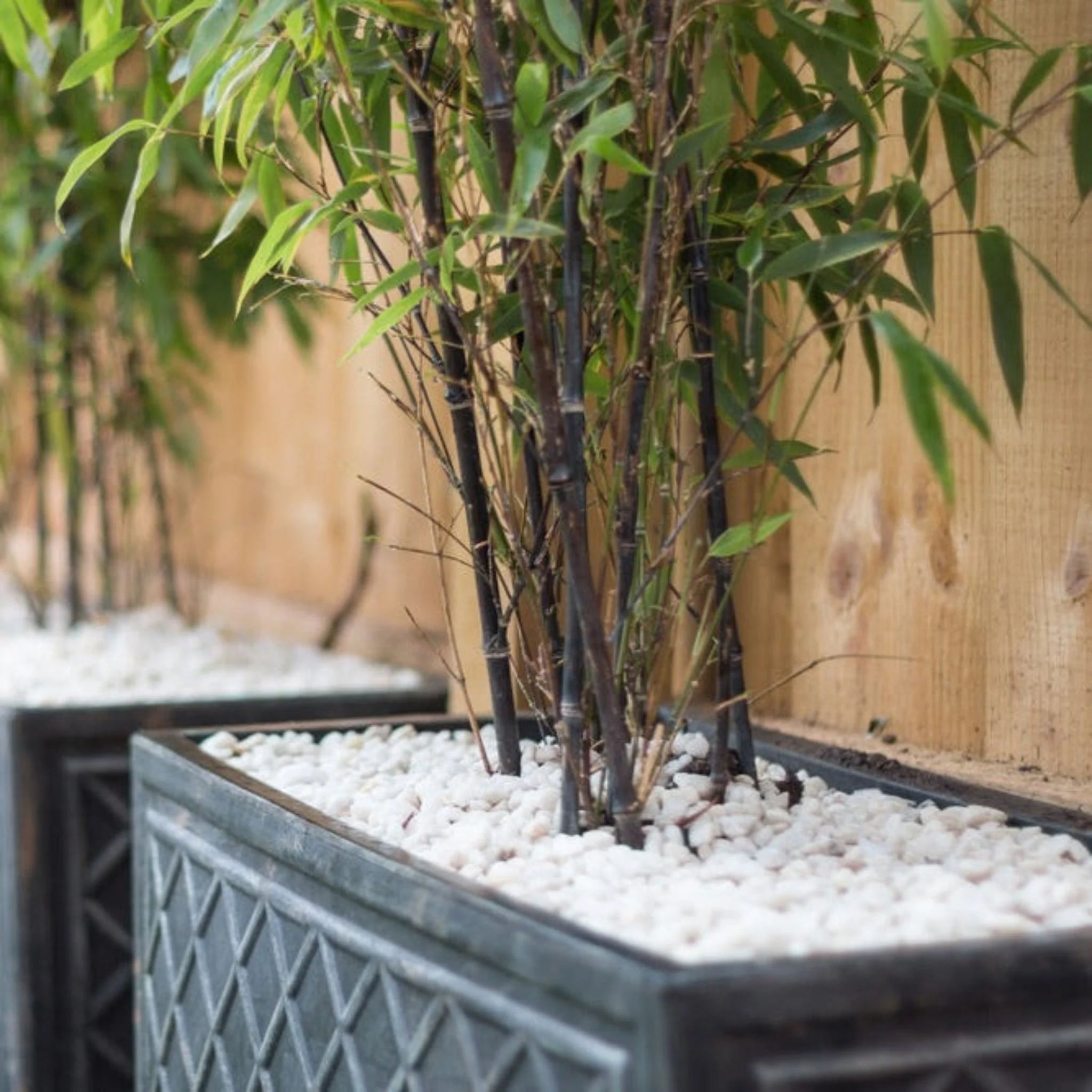 Black Bamboo - Image 2