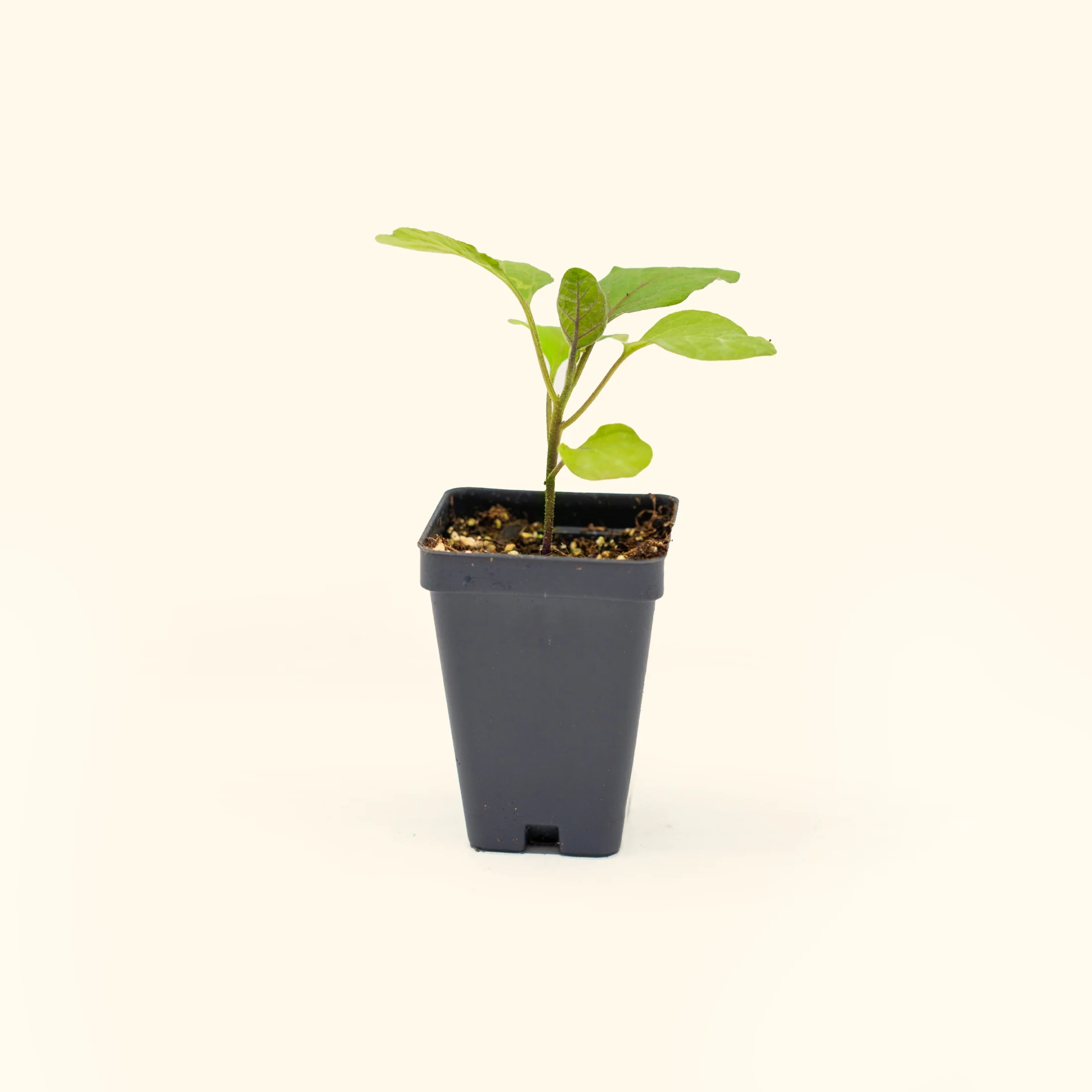 Black Beauty Eggplant Seedling - Image 2