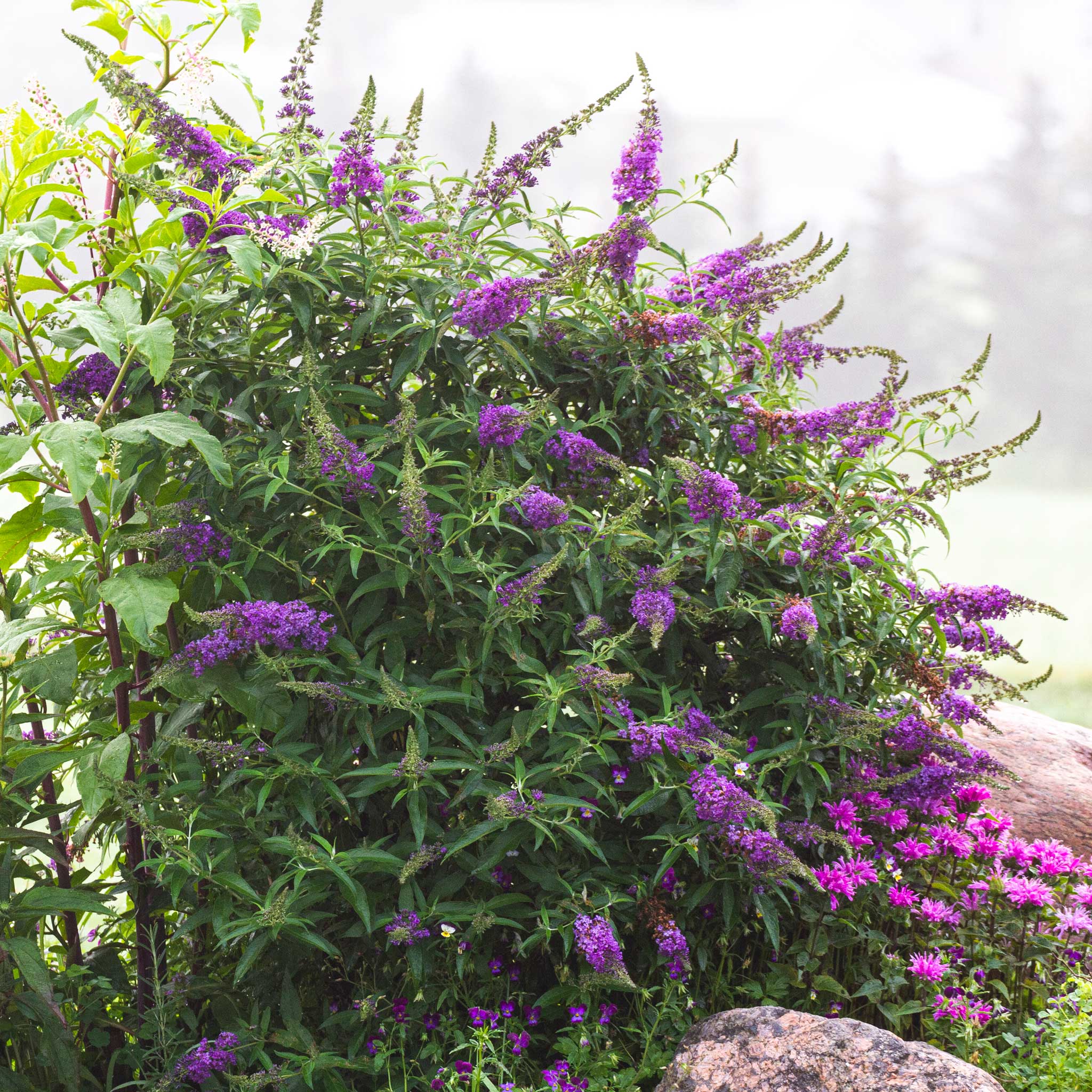 Black Knight Butterfly Bush - Image 2