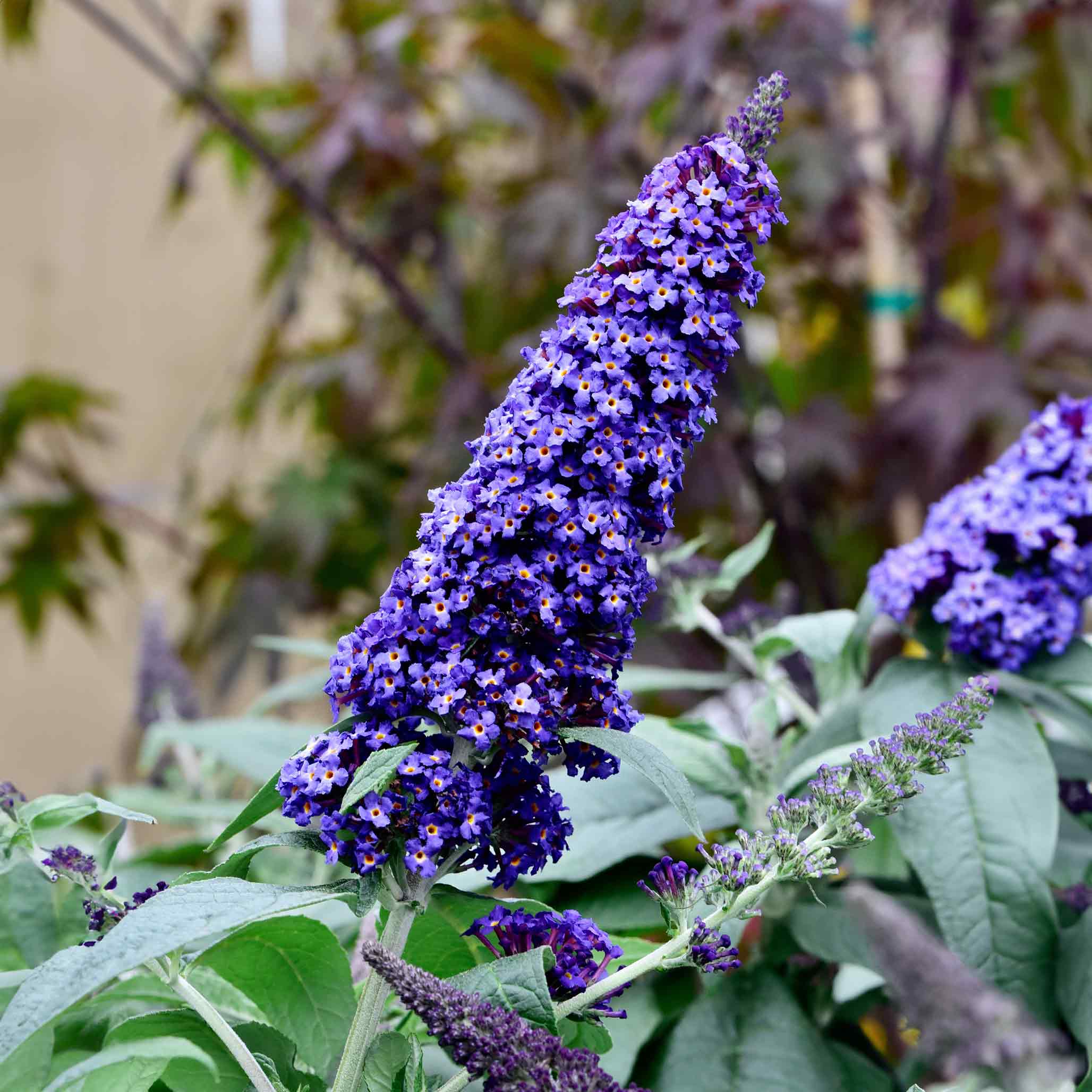 Black Knight Butterfly Bush - Image 3