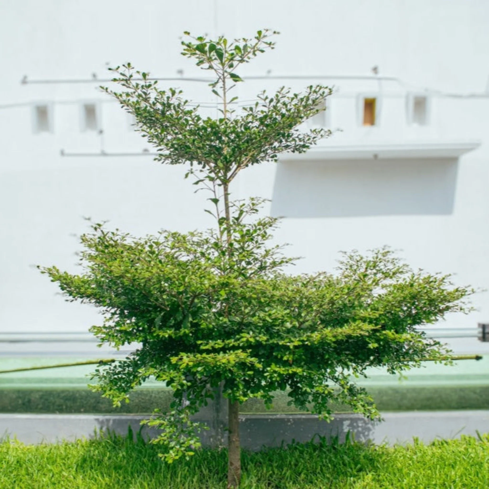 Black Olive Tree - Image 2