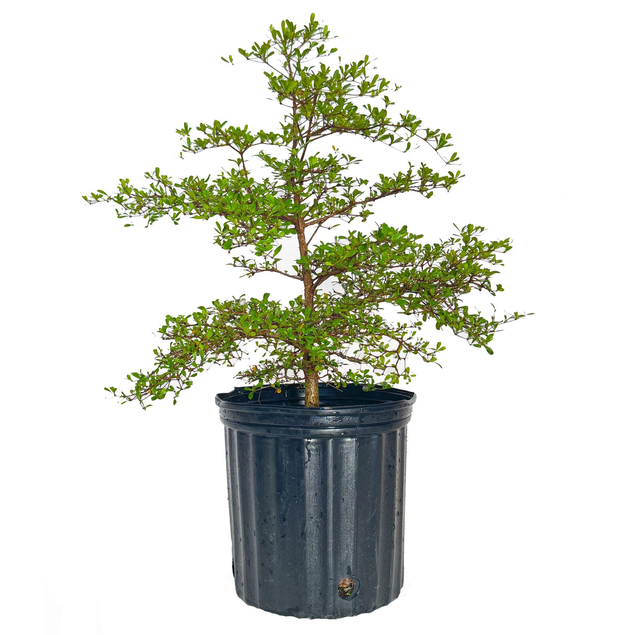 Black Olive Tree - Image 4