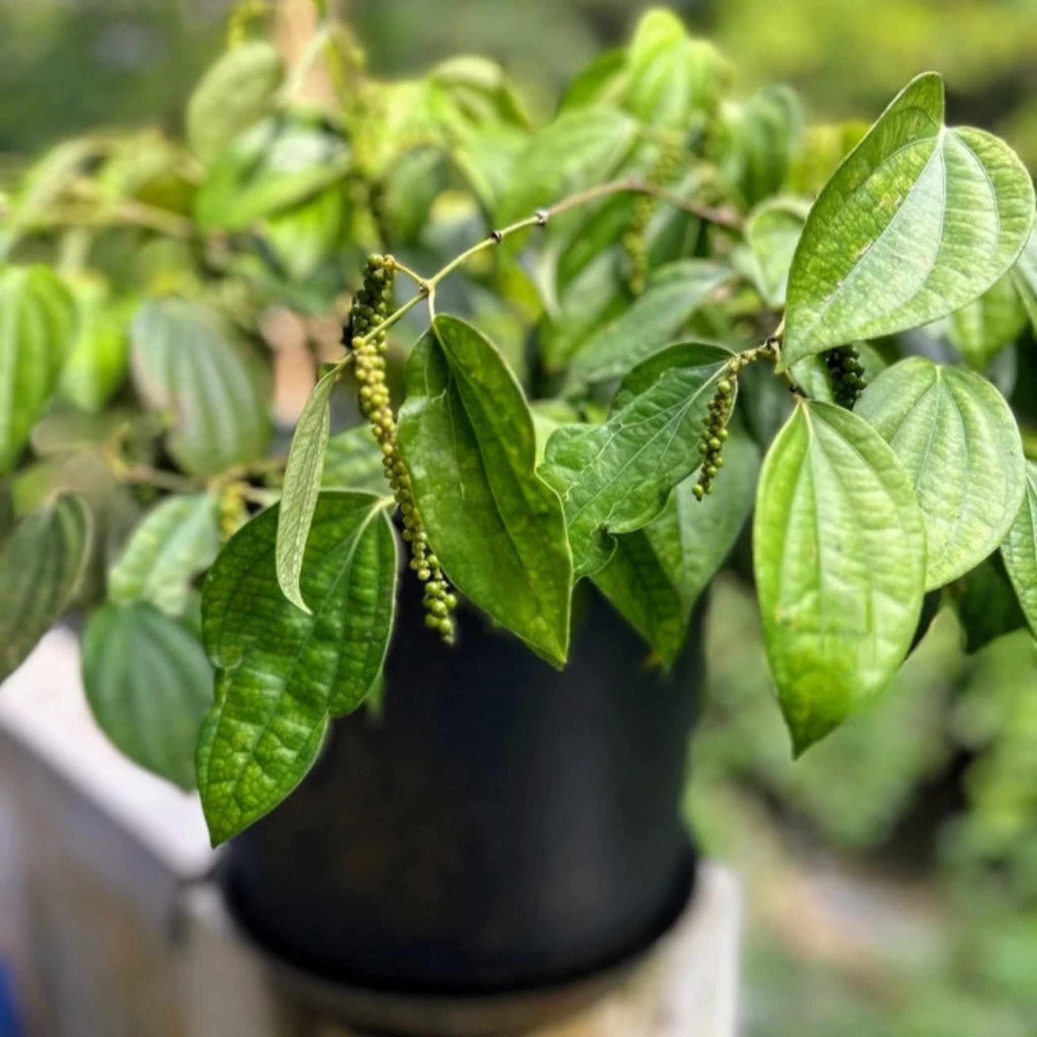 Black Pepper Plant - Image 2