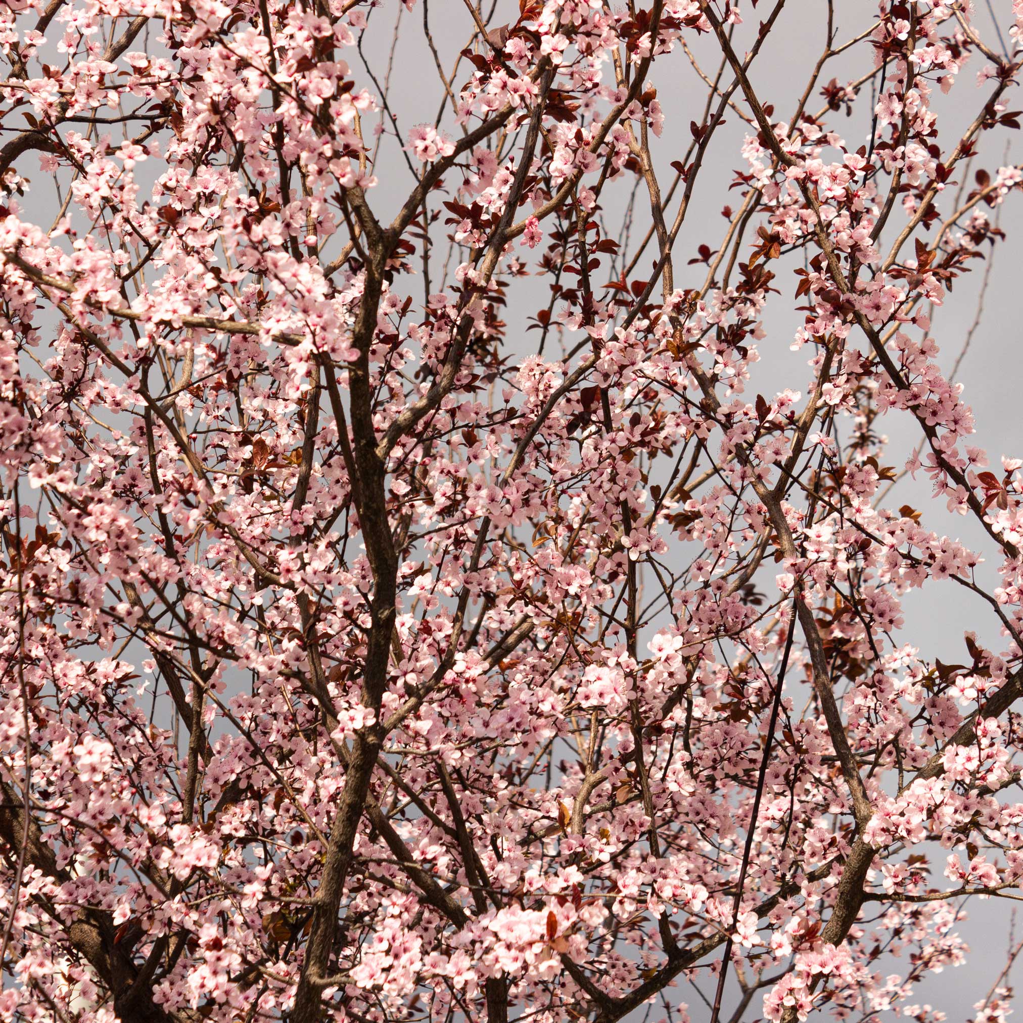 Black Tartarian Cherry Tree - Image 2
