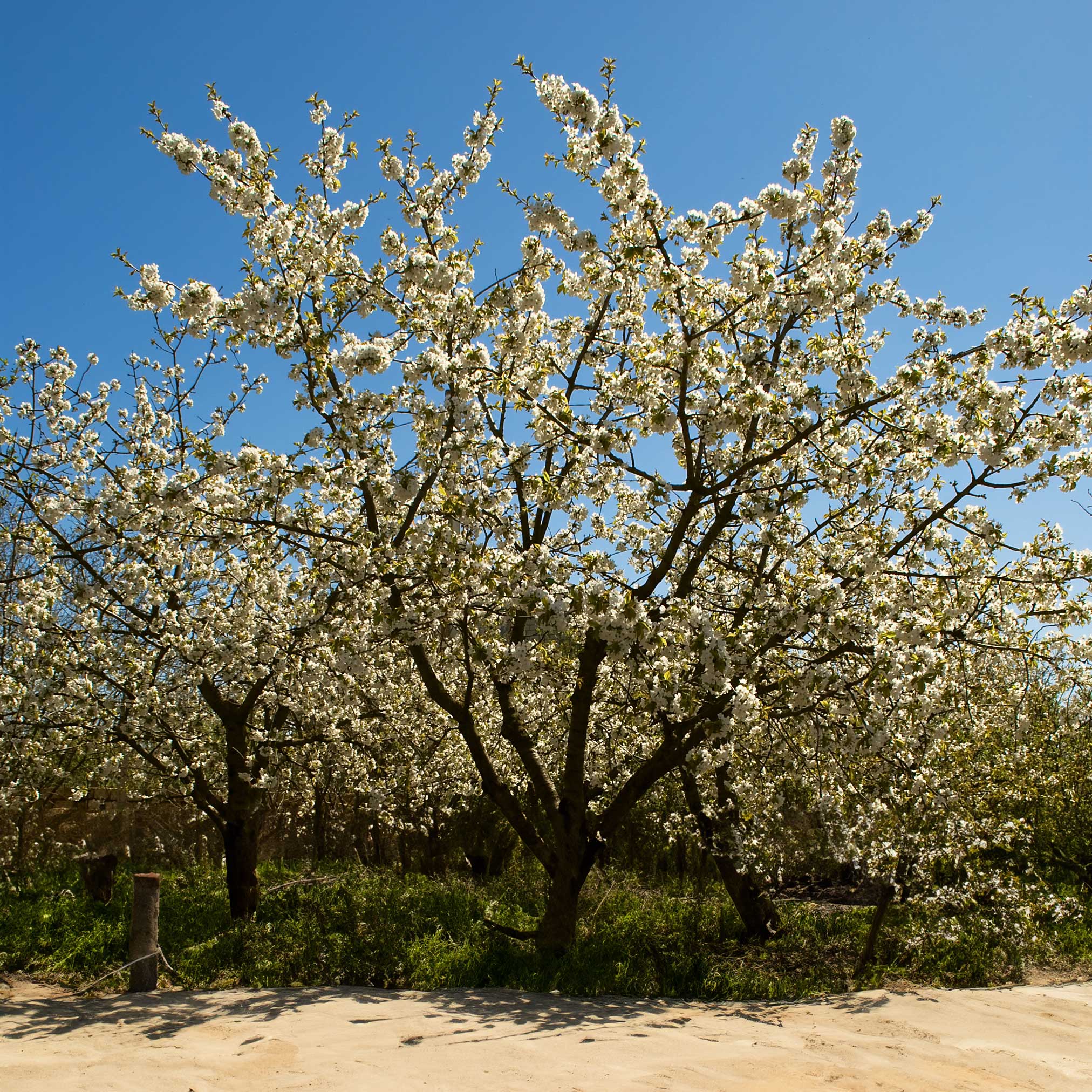 Black Tartarian Cherry Tree - Image 3