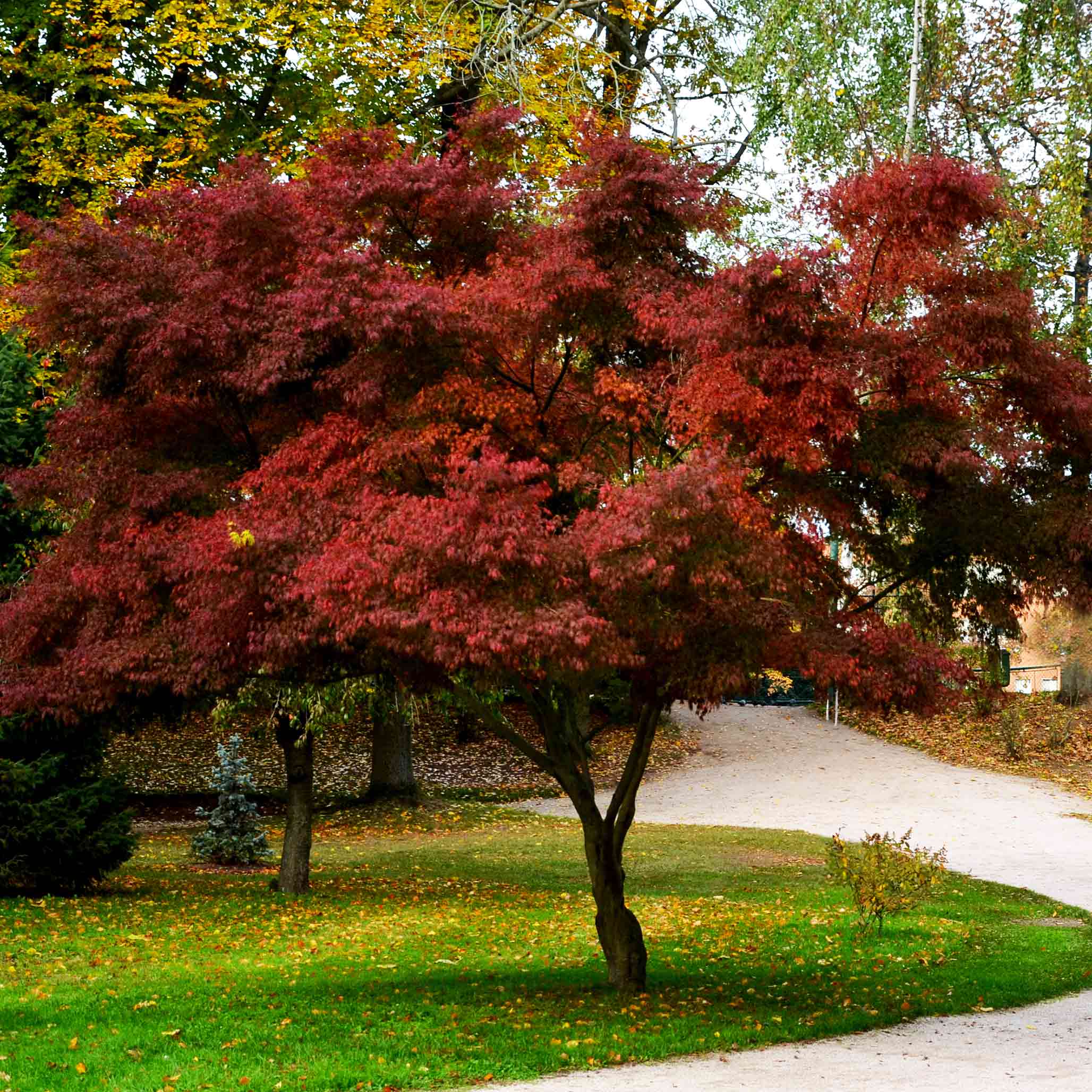 Bloodgood Japanese Maple - Image 2
