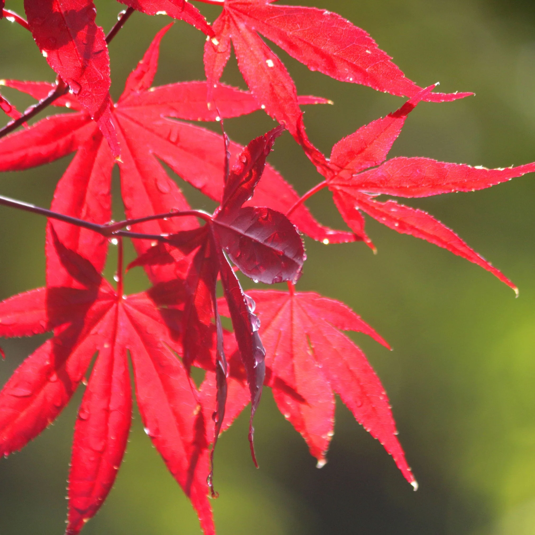 Bloodgood Japanese Maple - Image 3