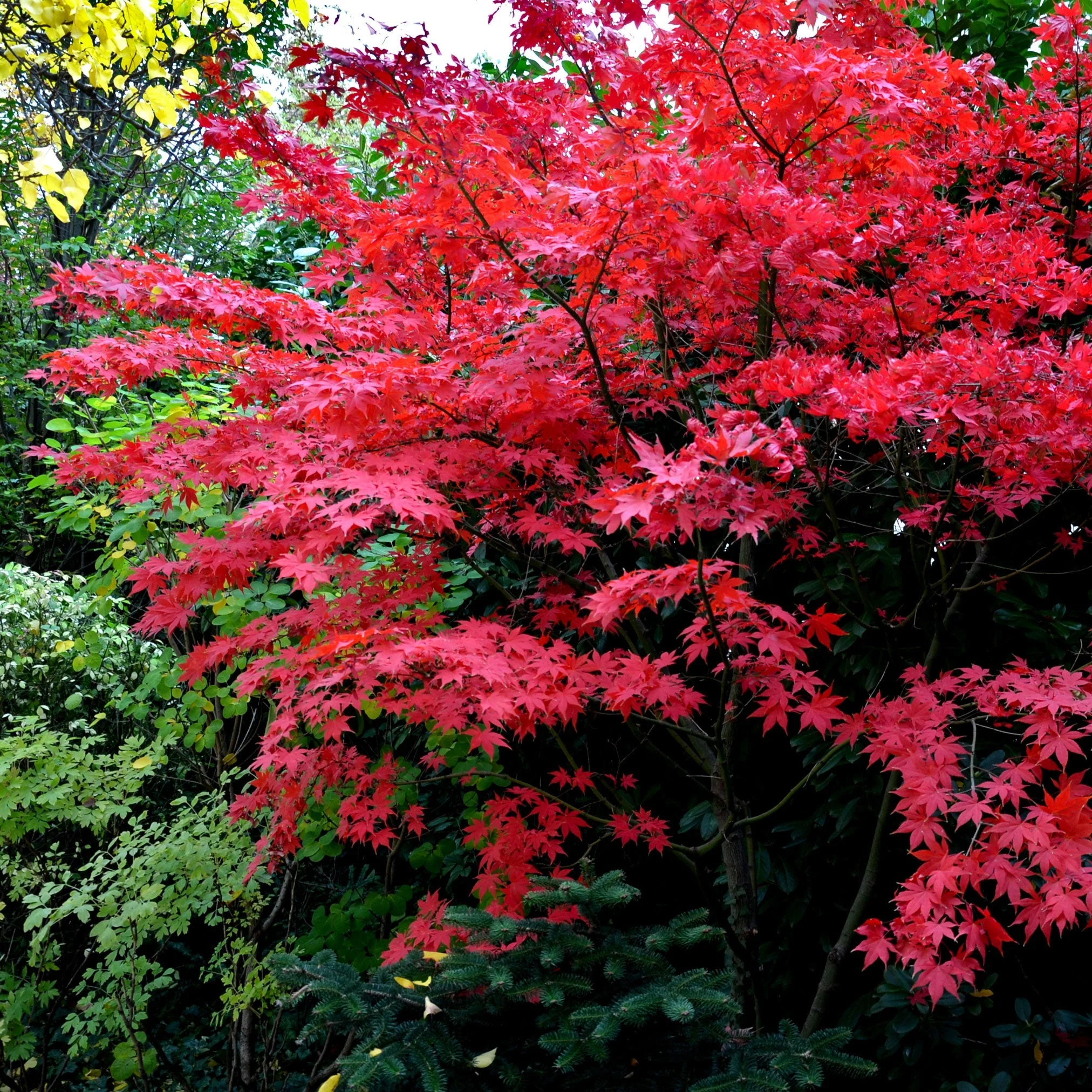Bloodgood Japanese Maple - Image 4