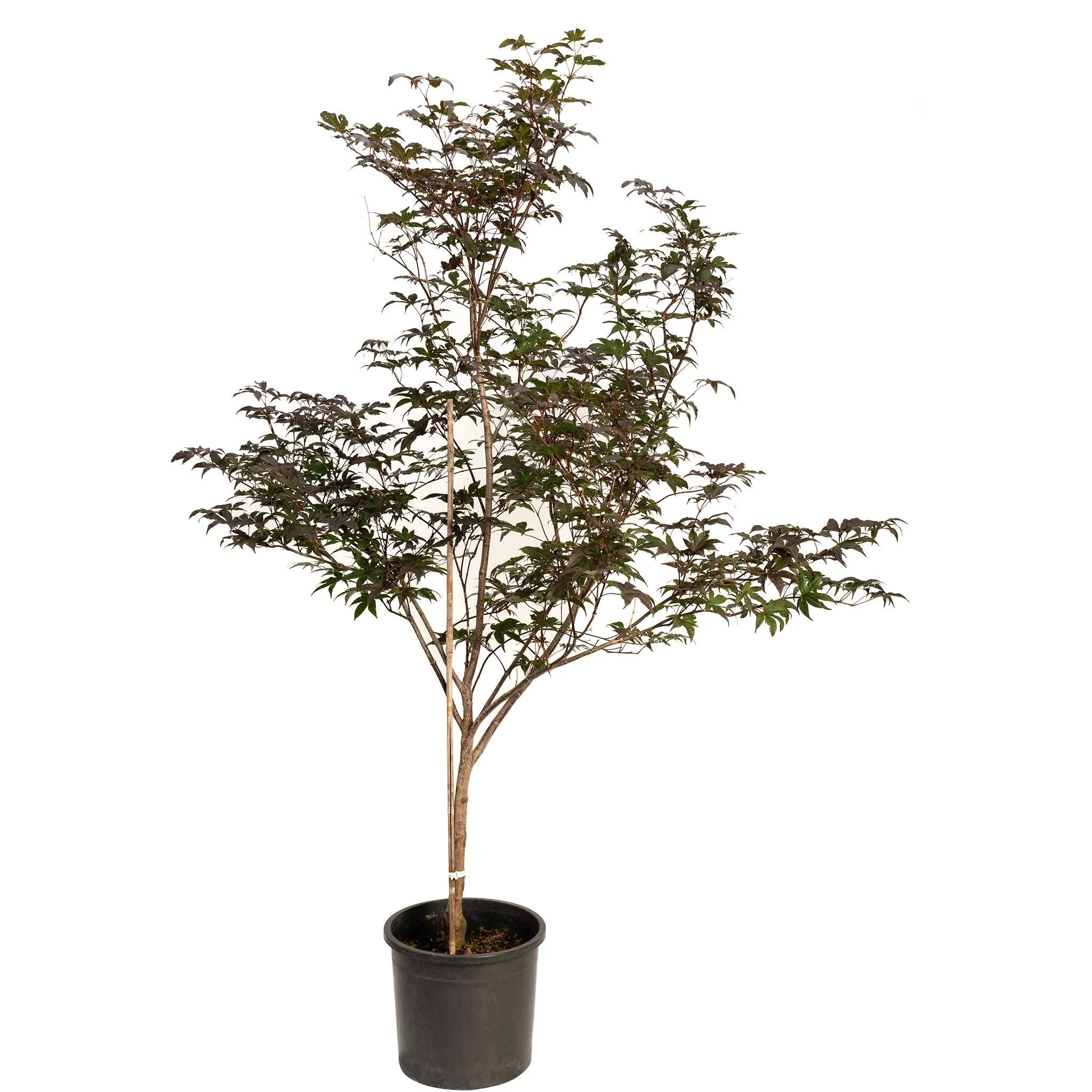 Bloodgood Japanese Maple - Image 5