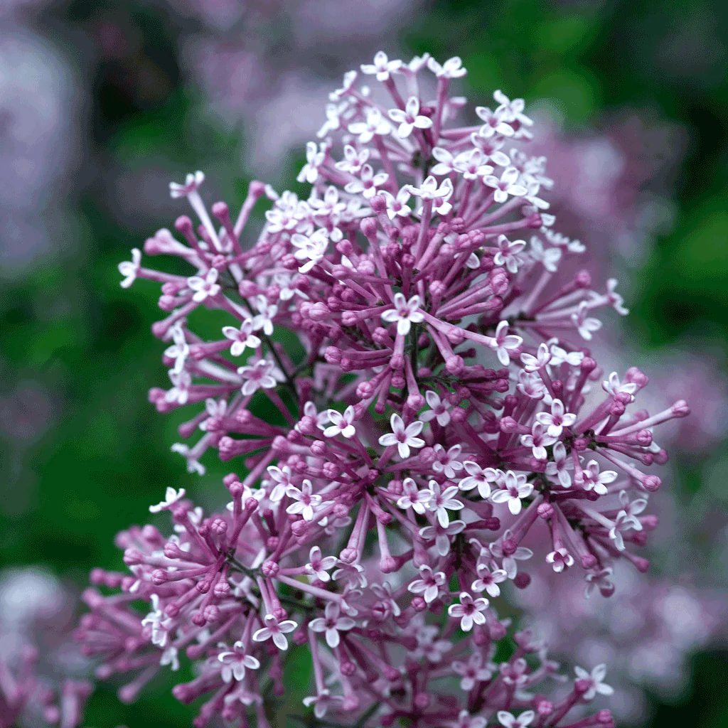 Bloomerang Lilac Bush - Image 2