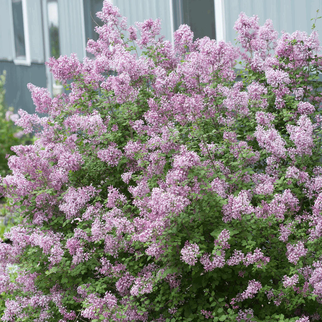 Bloomerang Lilac Bush - Image 3