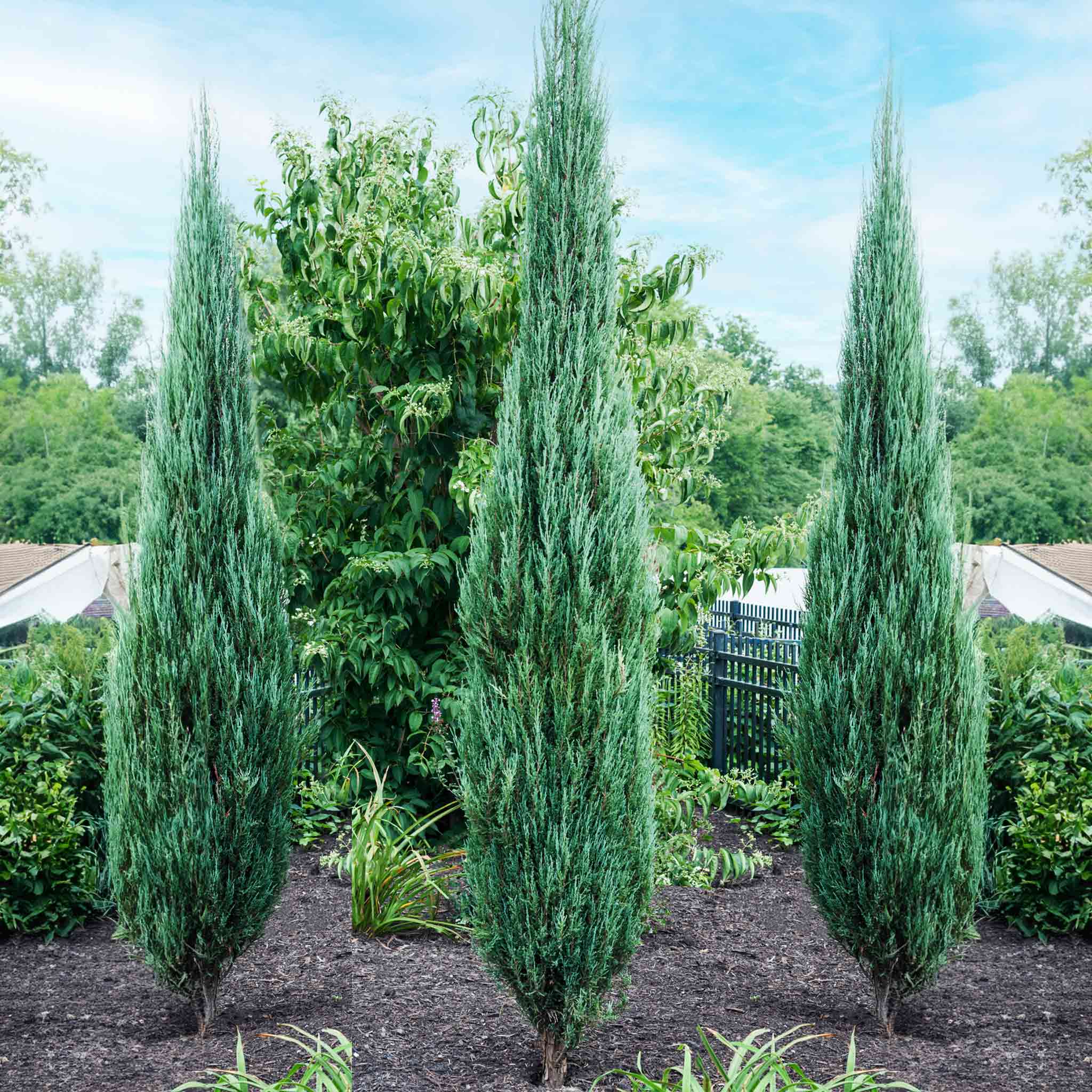 Blue Arrow Juniper Tree - Image 2