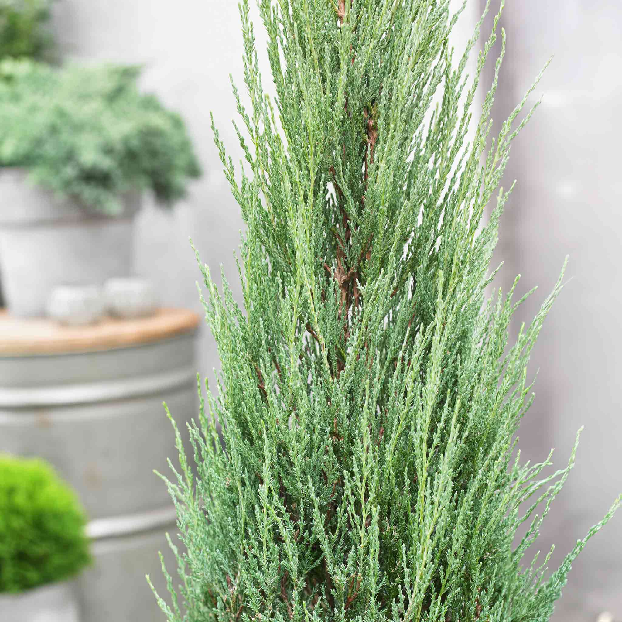Blue Arrow Juniper Tree - Image 3