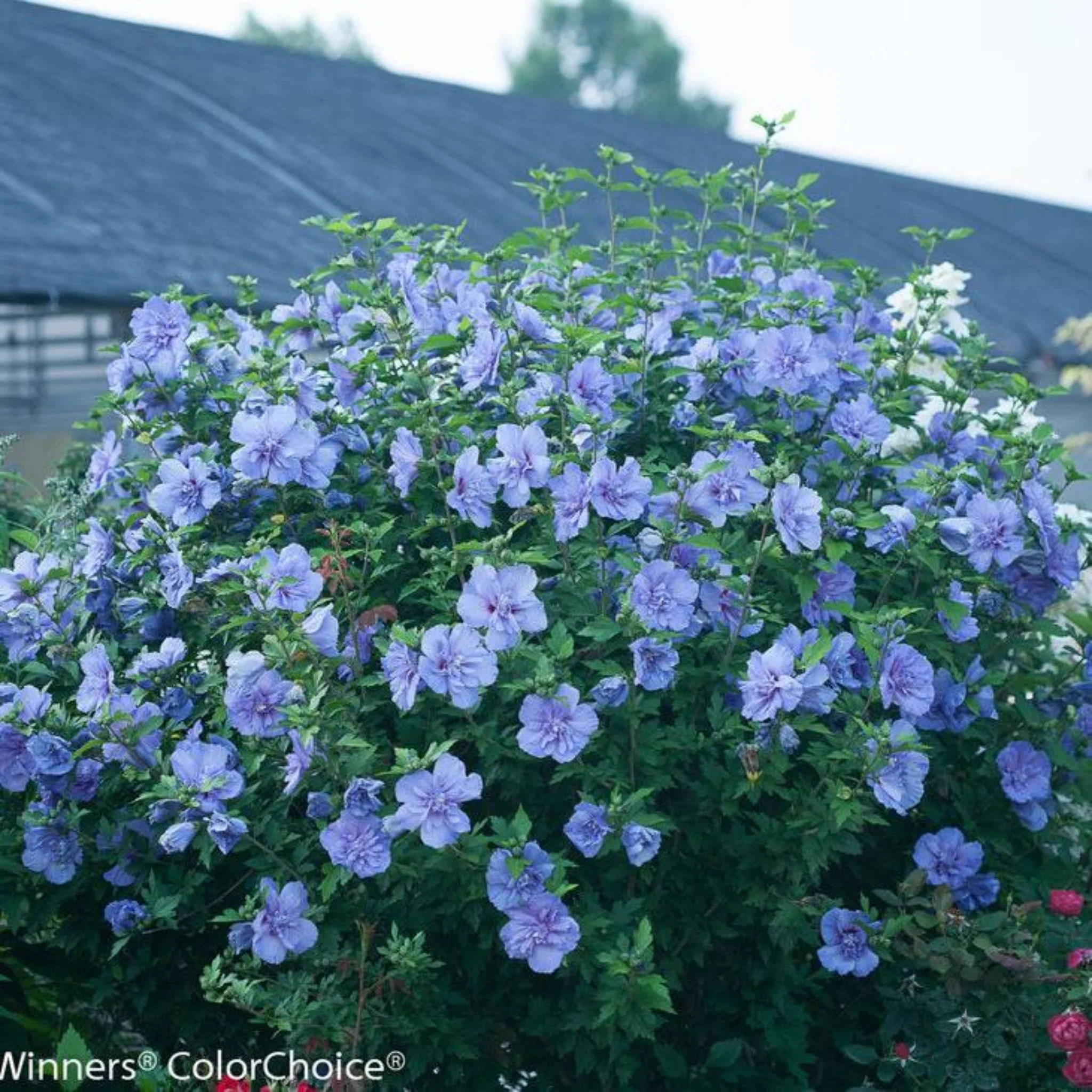 Blue Chiffon® Rose of Sharon - Image 2
