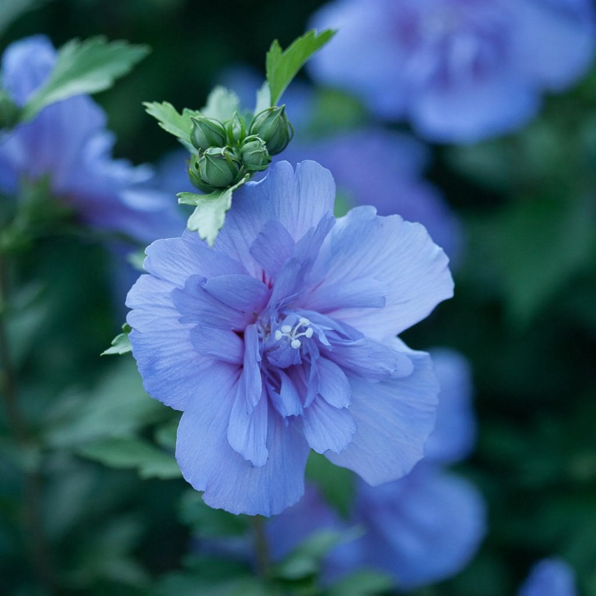Blue Chiffon® Rose of Sharon - Image 3