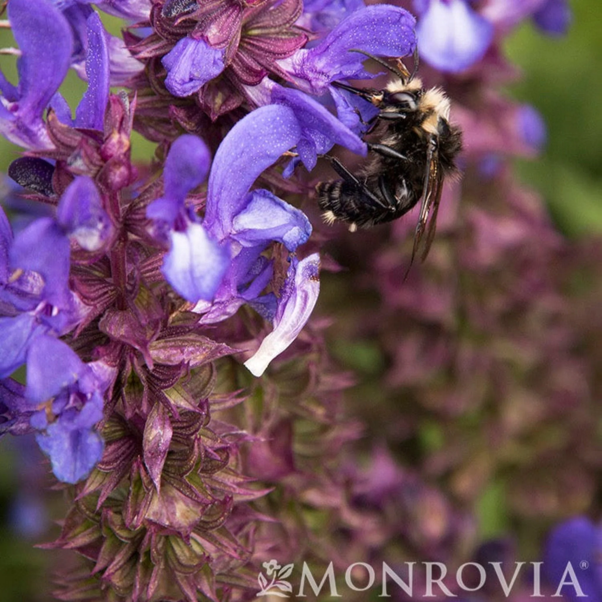 Blue Marvel Salvia - Image 2
