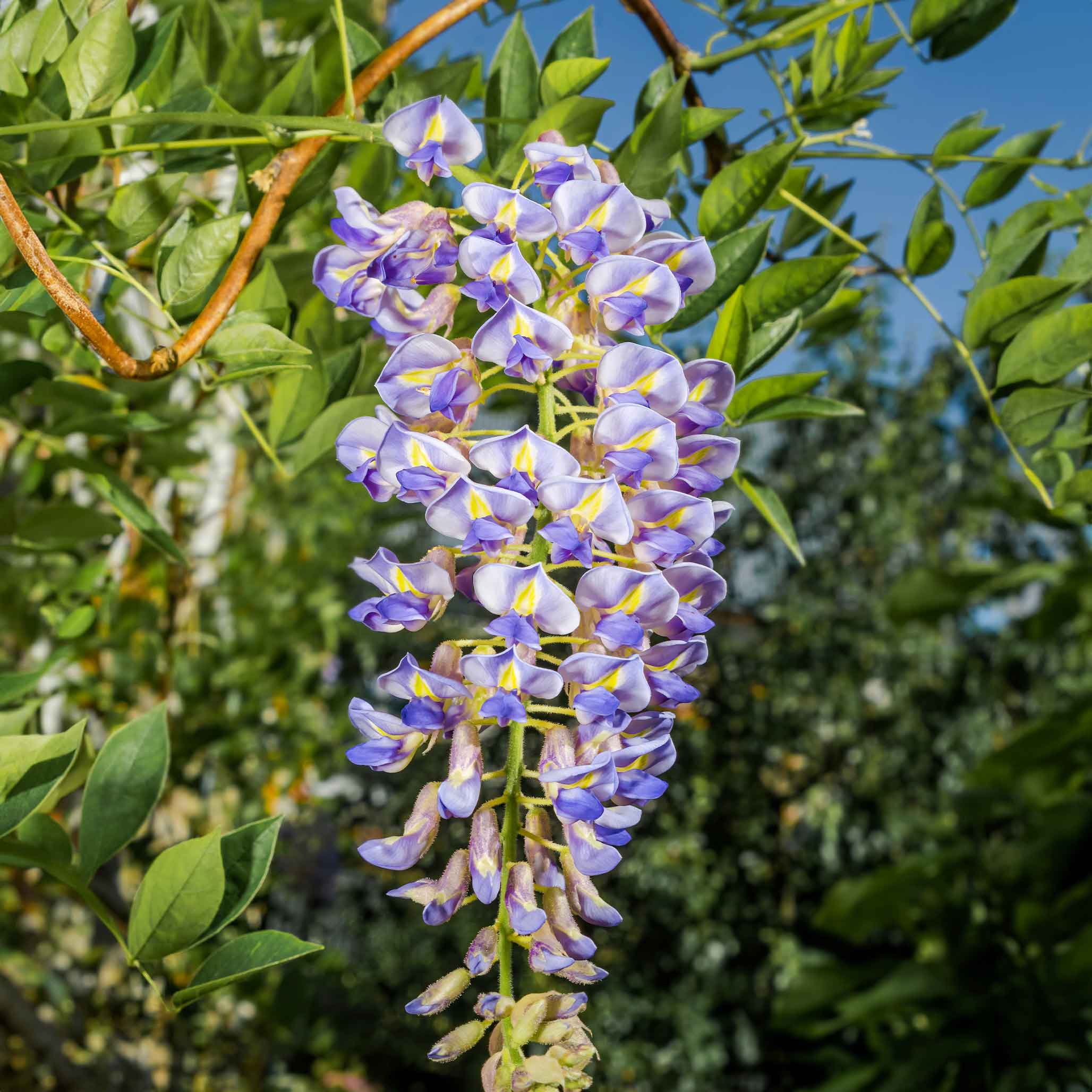 Blue Moon Wisteria - Image 2