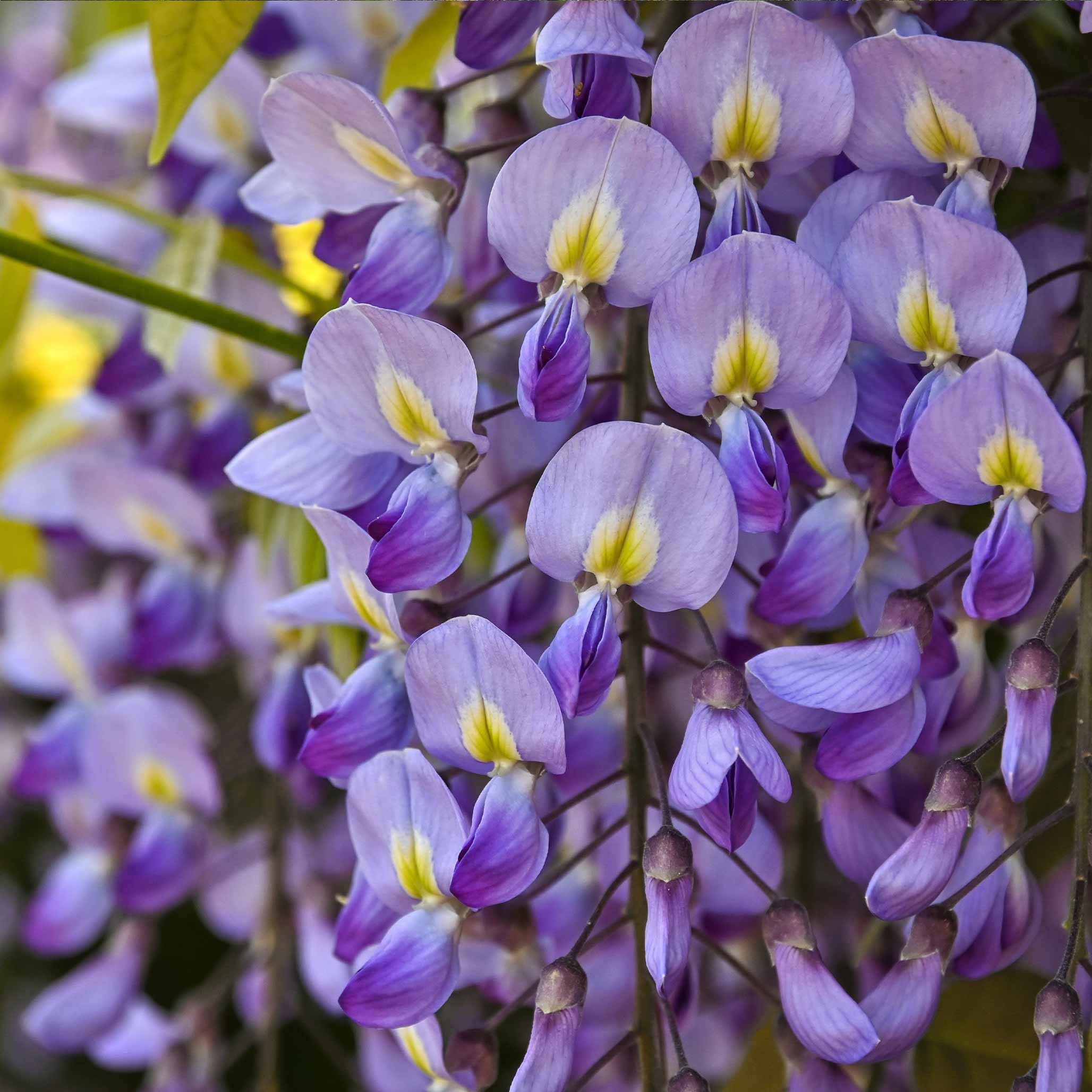 Blue Moon Wisteria - Image 3