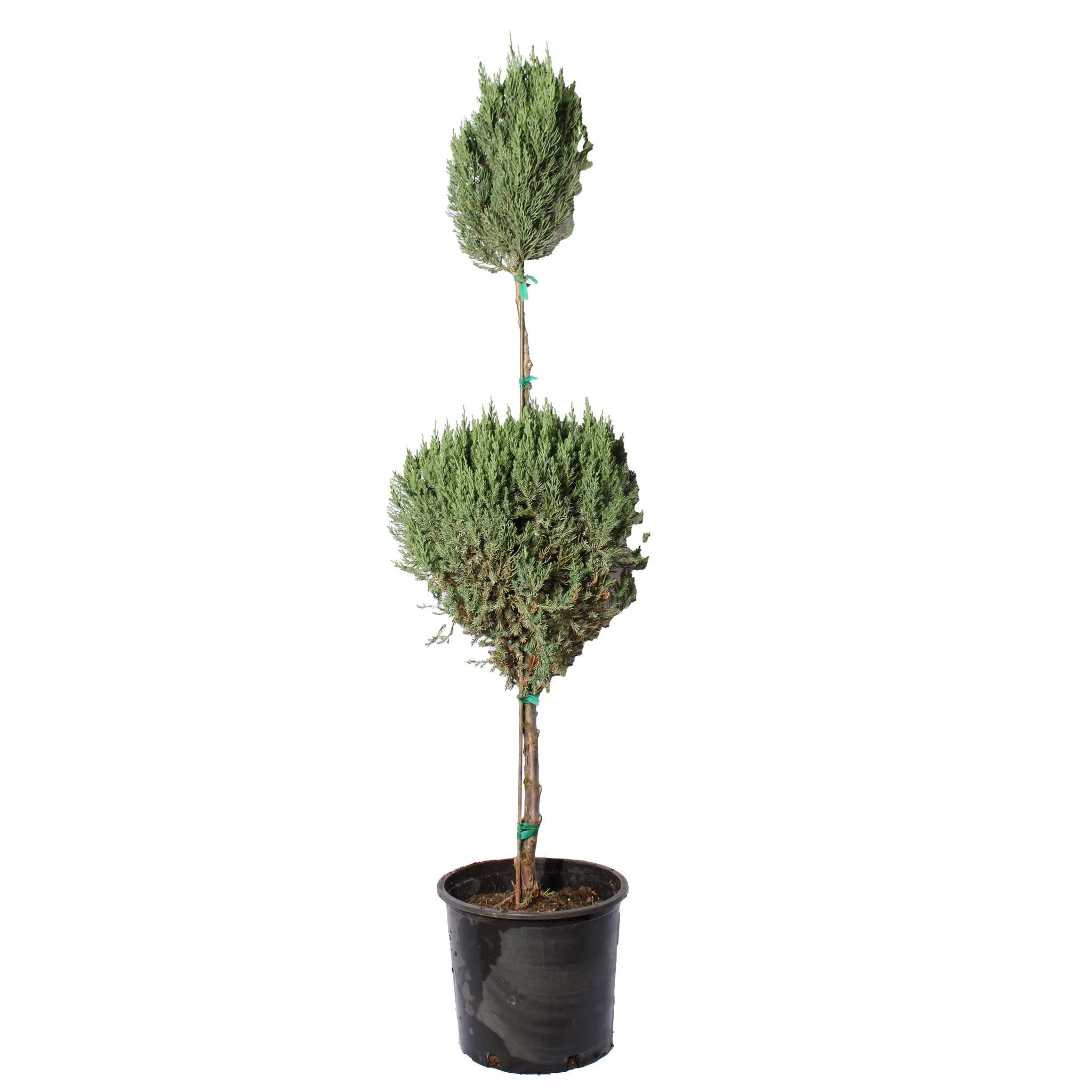 Blue Point Juniper Topiary - Image 2
