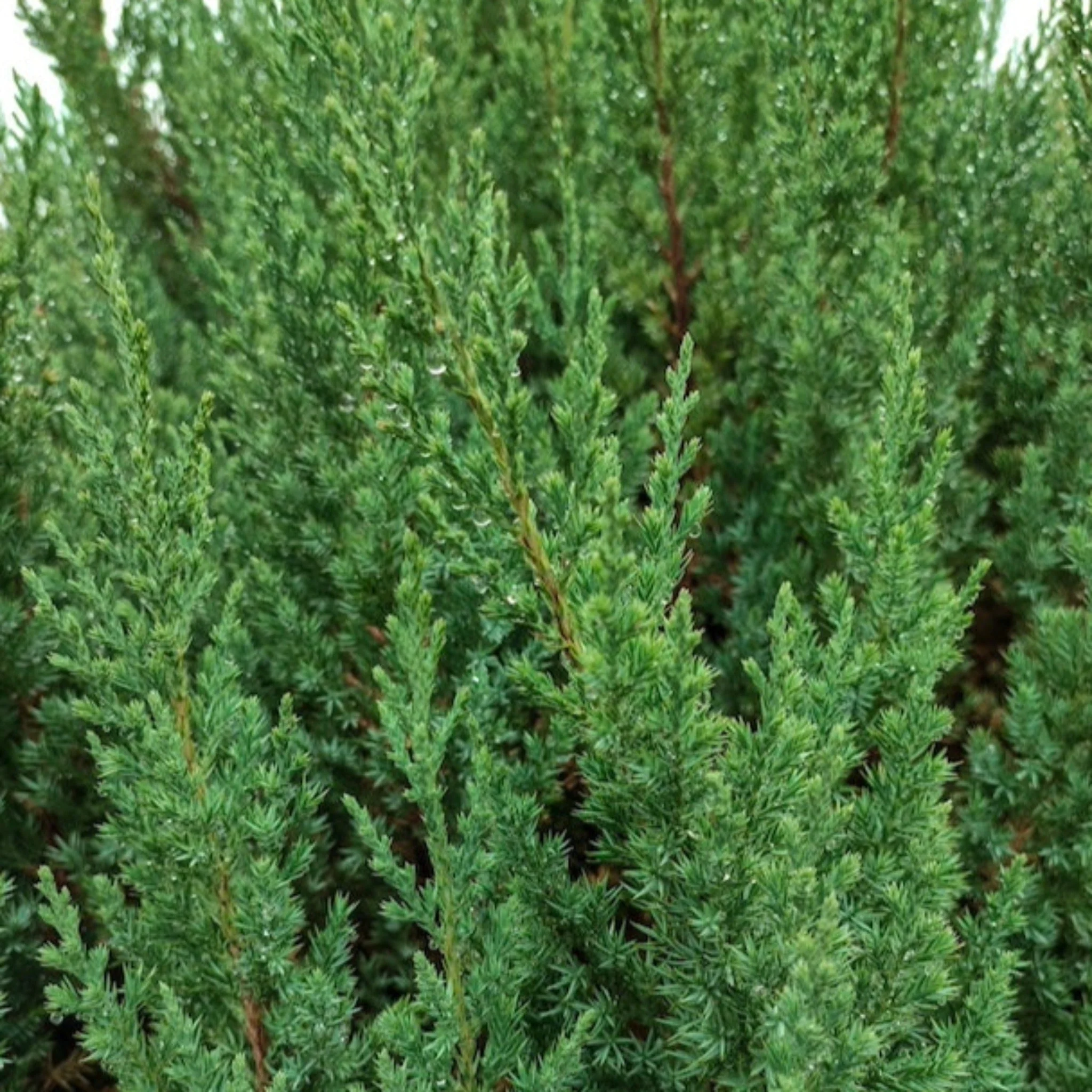 Blue Point Juniper Topiary - Image 3