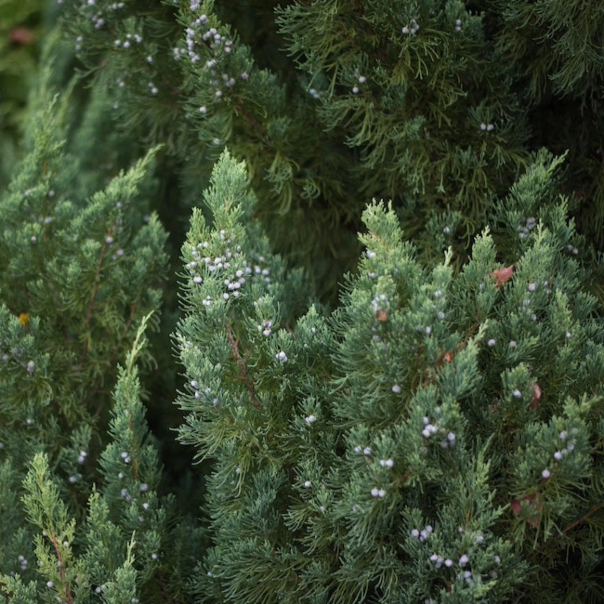 Blue Point Juniper Topiary - Image 4