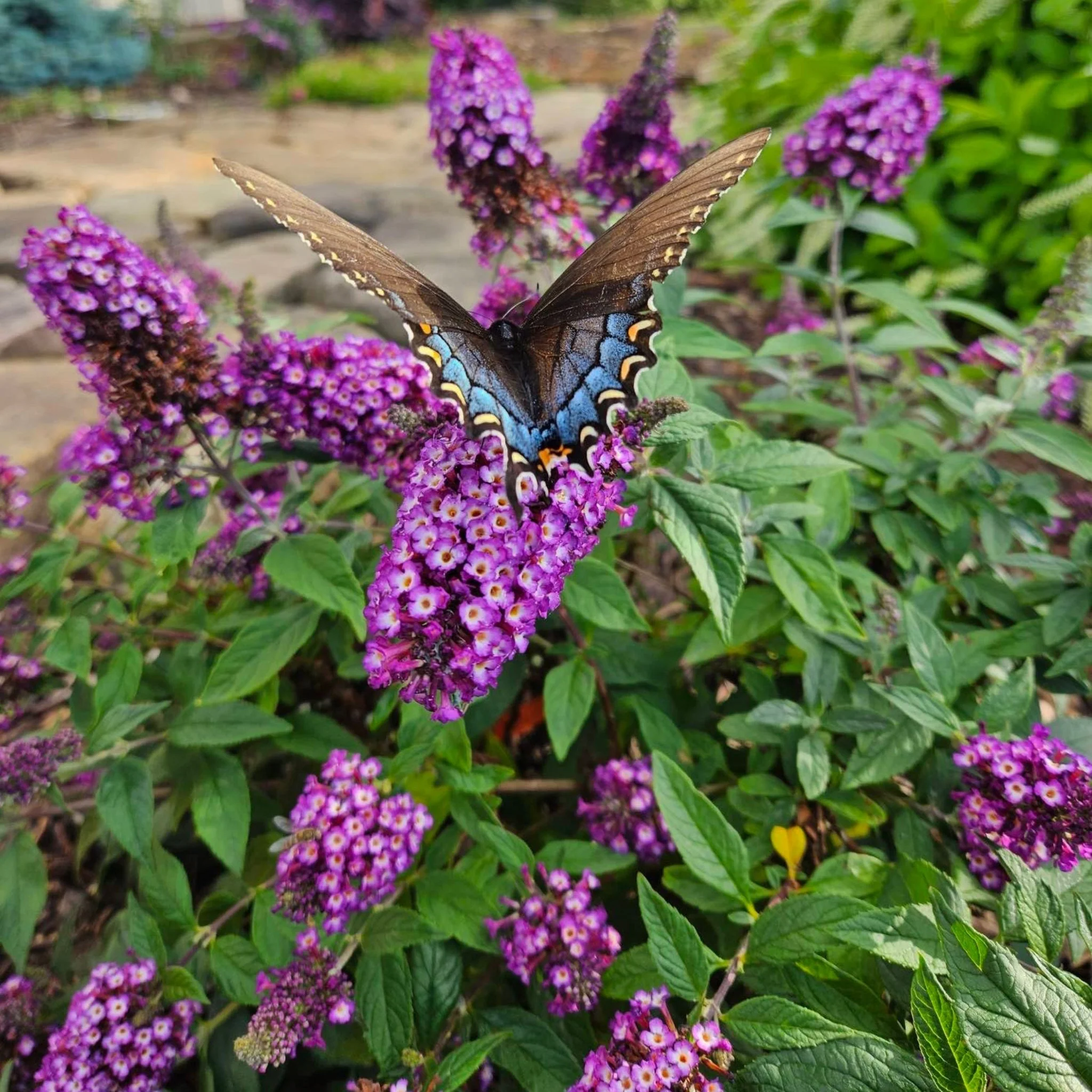 Blueberry Pie™ Butterfly Bush - Image 2
