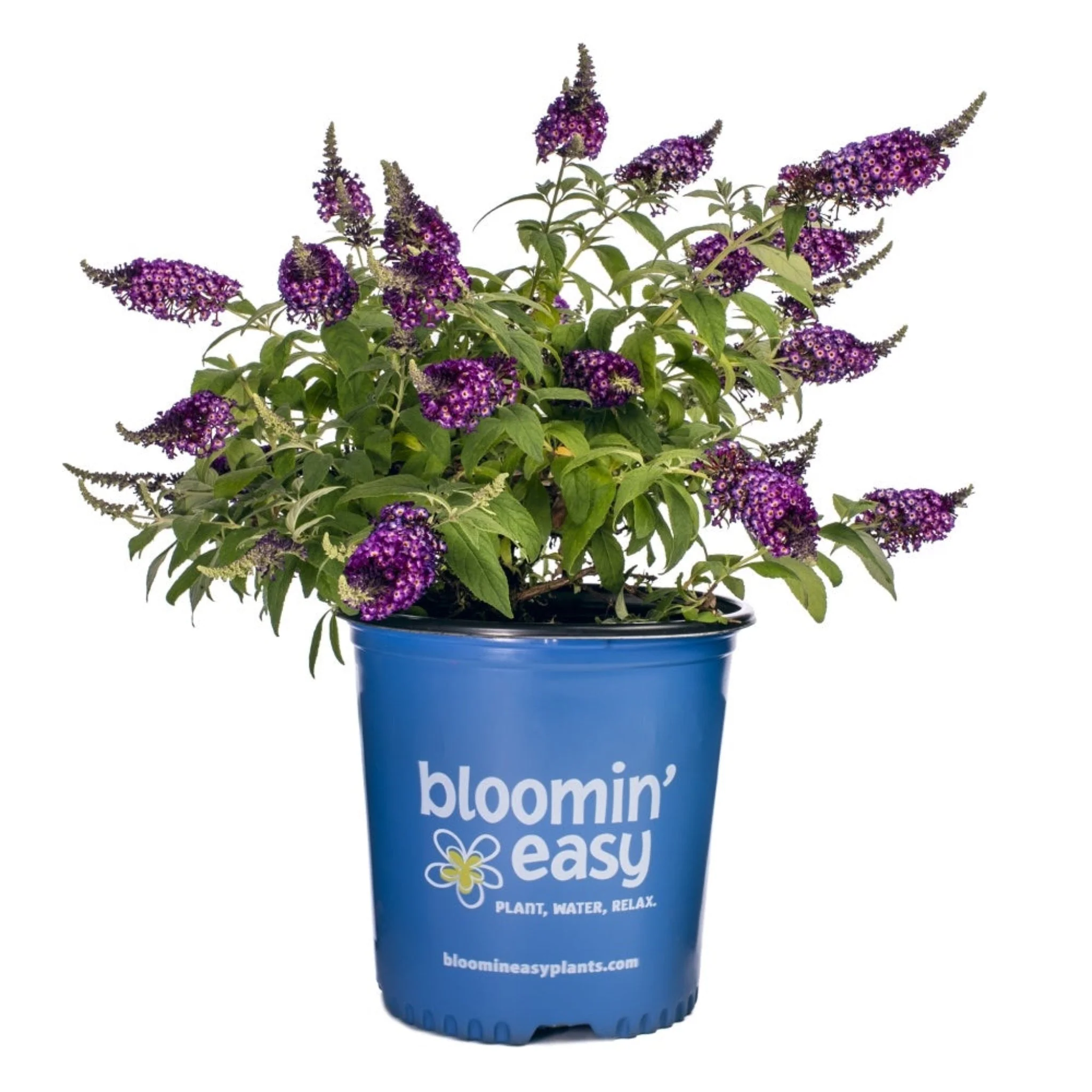 Blueberry Pie™ Butterfly Bush - Image 3