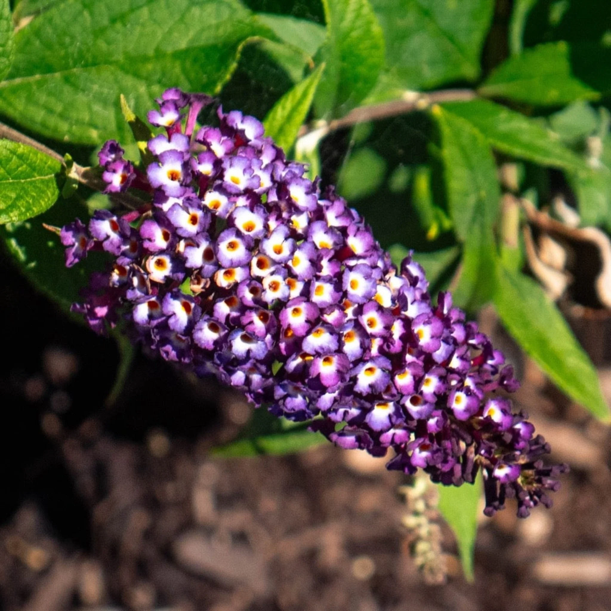 Blueberry Pie™ Butterfly Bush - Image 4