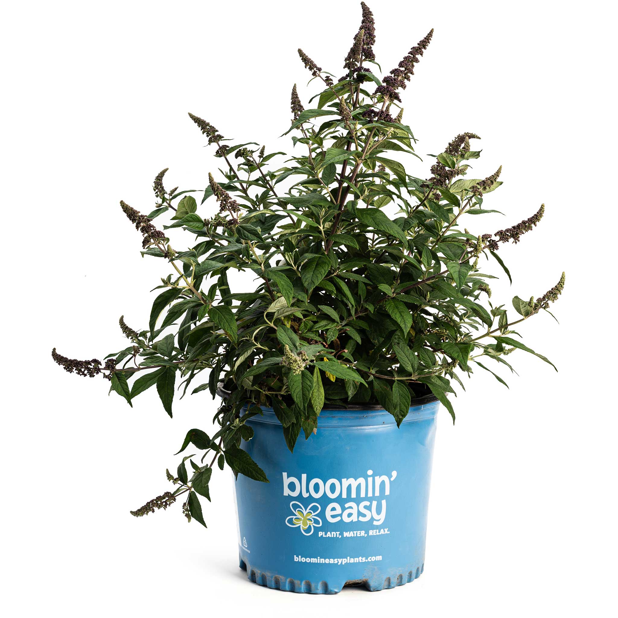Blueberry Pie® Butterfly Bush - Image 5