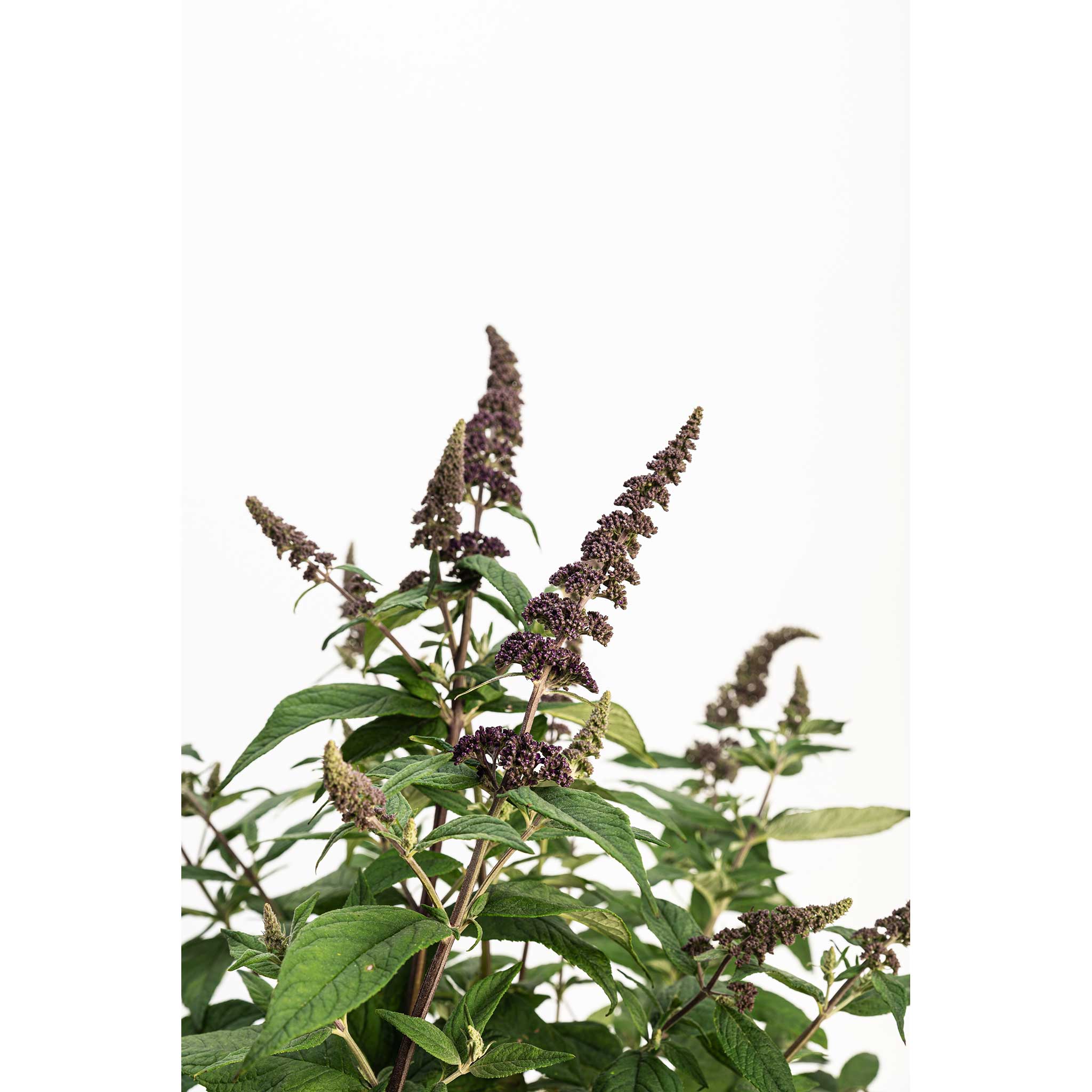 Blueberry Pie® Butterfly Bush - Image 6