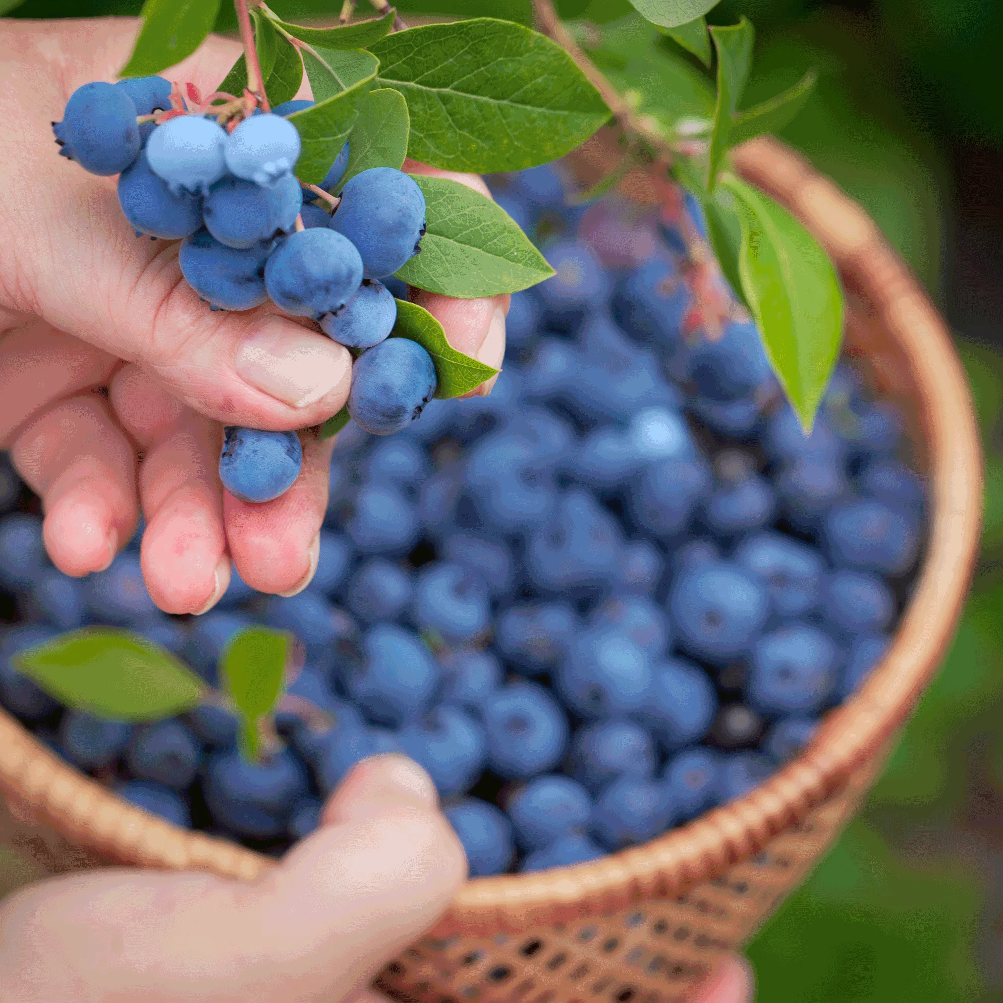 Bluecrop Blueberry - Image 2
