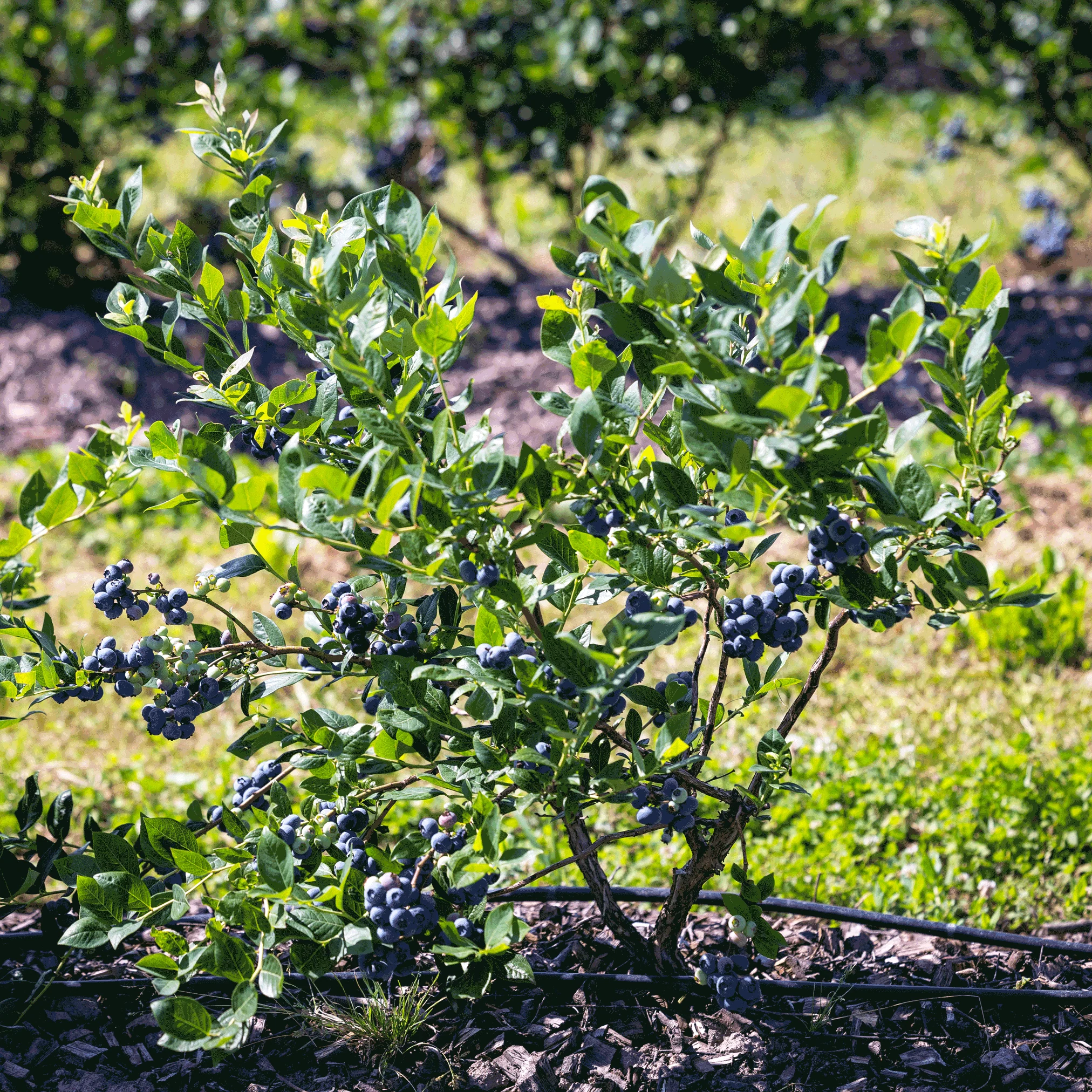 Bluecrop Blueberry - Image 3
