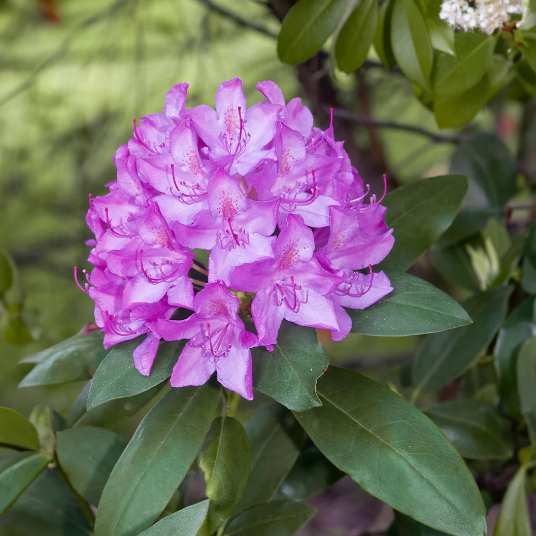 Boursault Catawba Rhododendron - Image 2